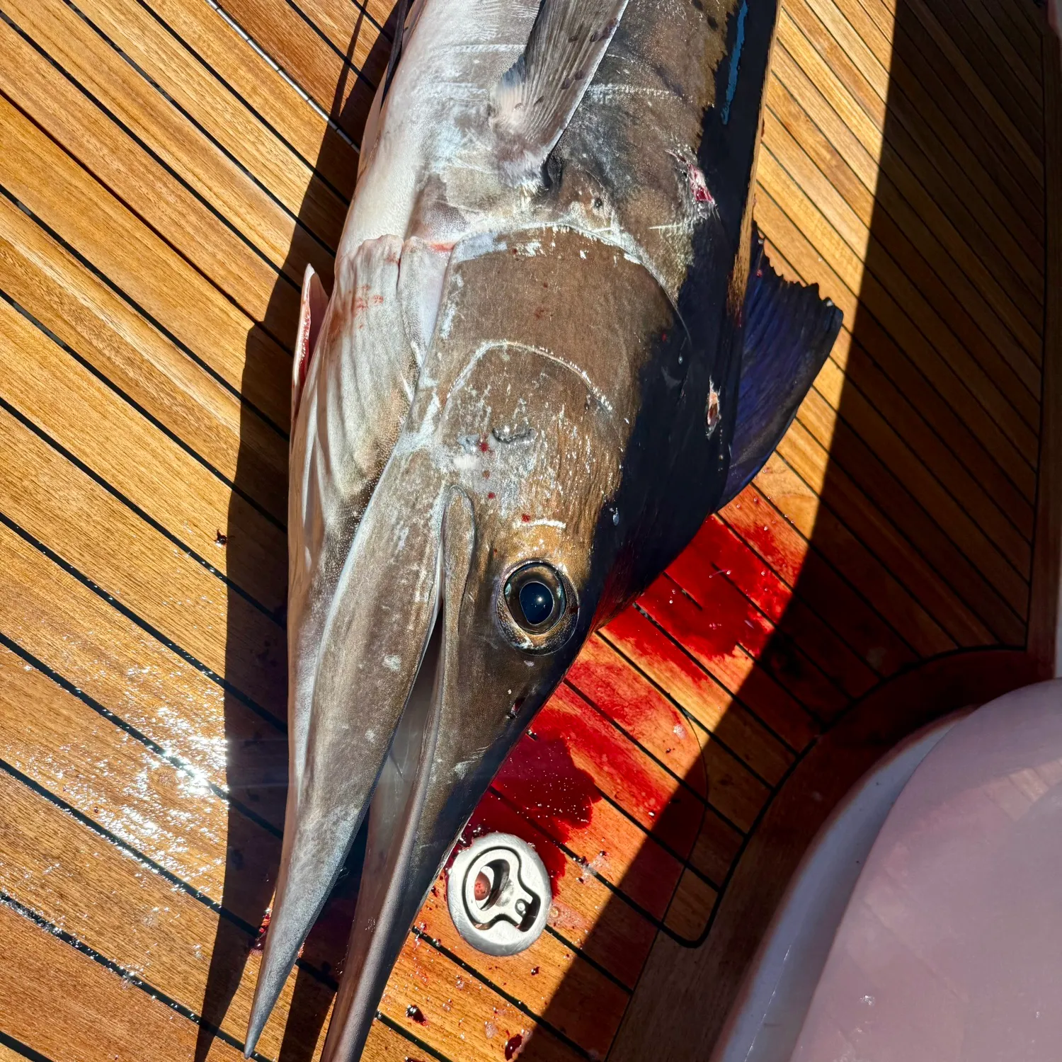 Striped marlin caught on Fishbrain