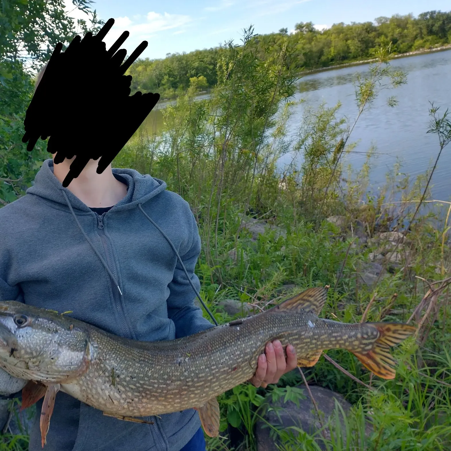 Northern pike caught on Fishbrain