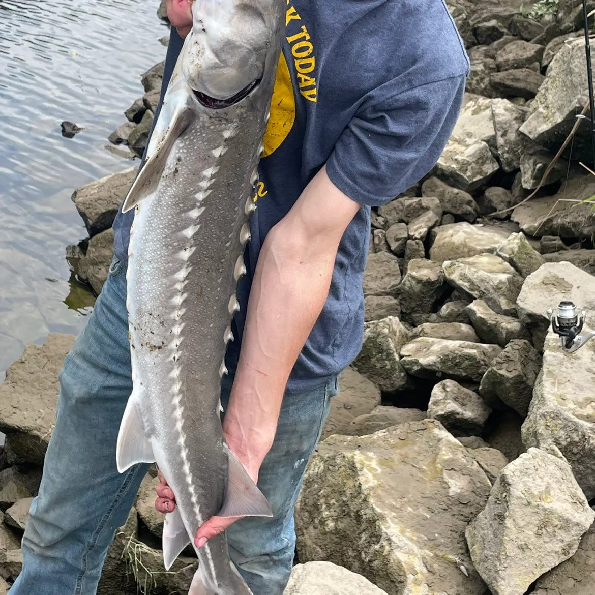The most recent White sturgeon catches on Fishbrain