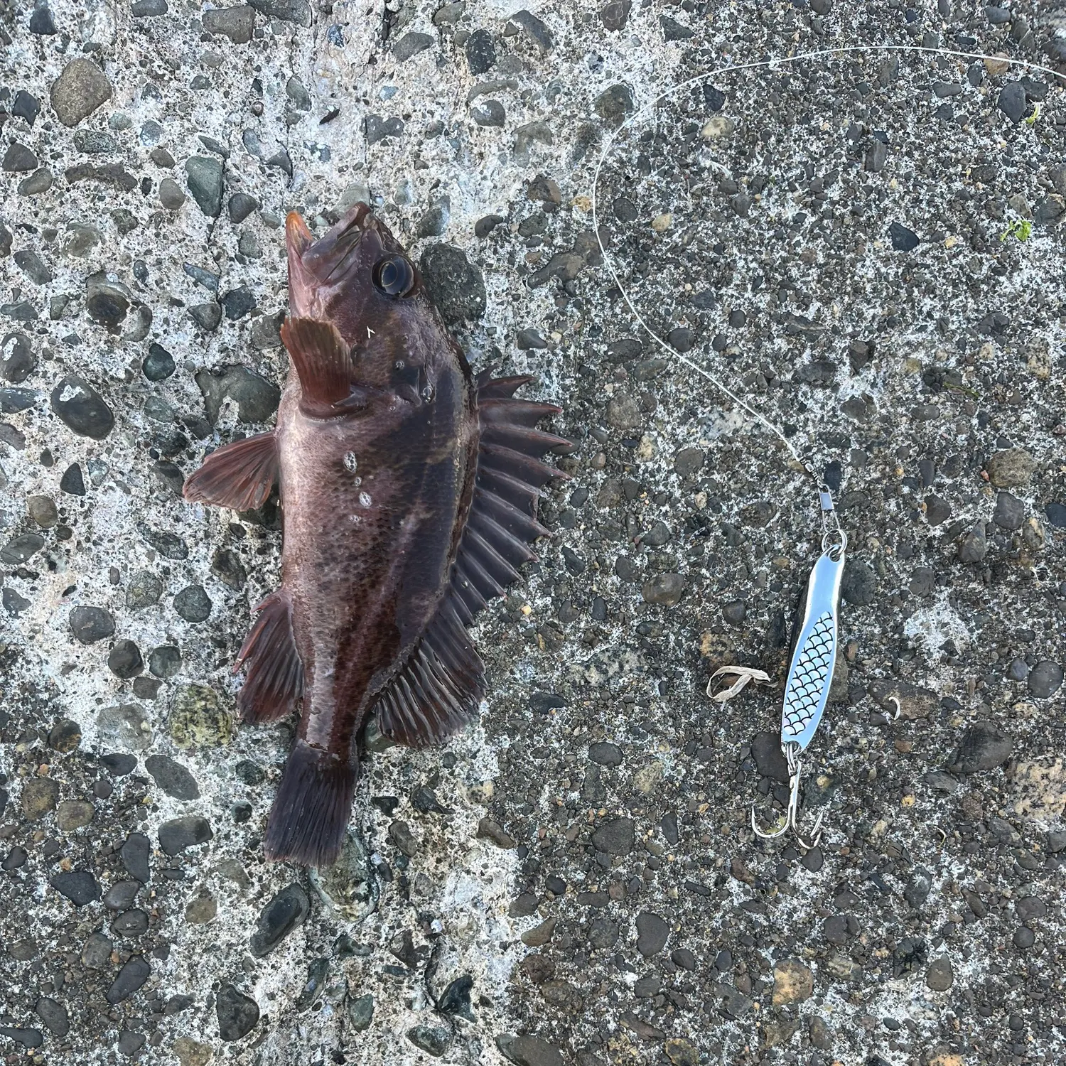 The most recent Quillback rockfish catches on Fishbrain