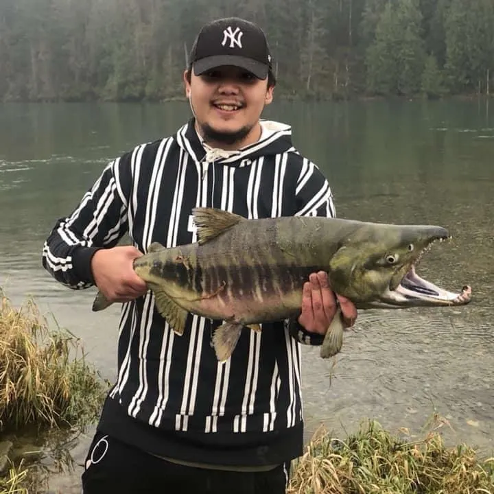 Chum salmon caught on Fishbrain