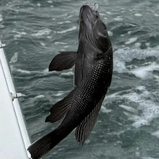Black sea bass caught on Fishbrain