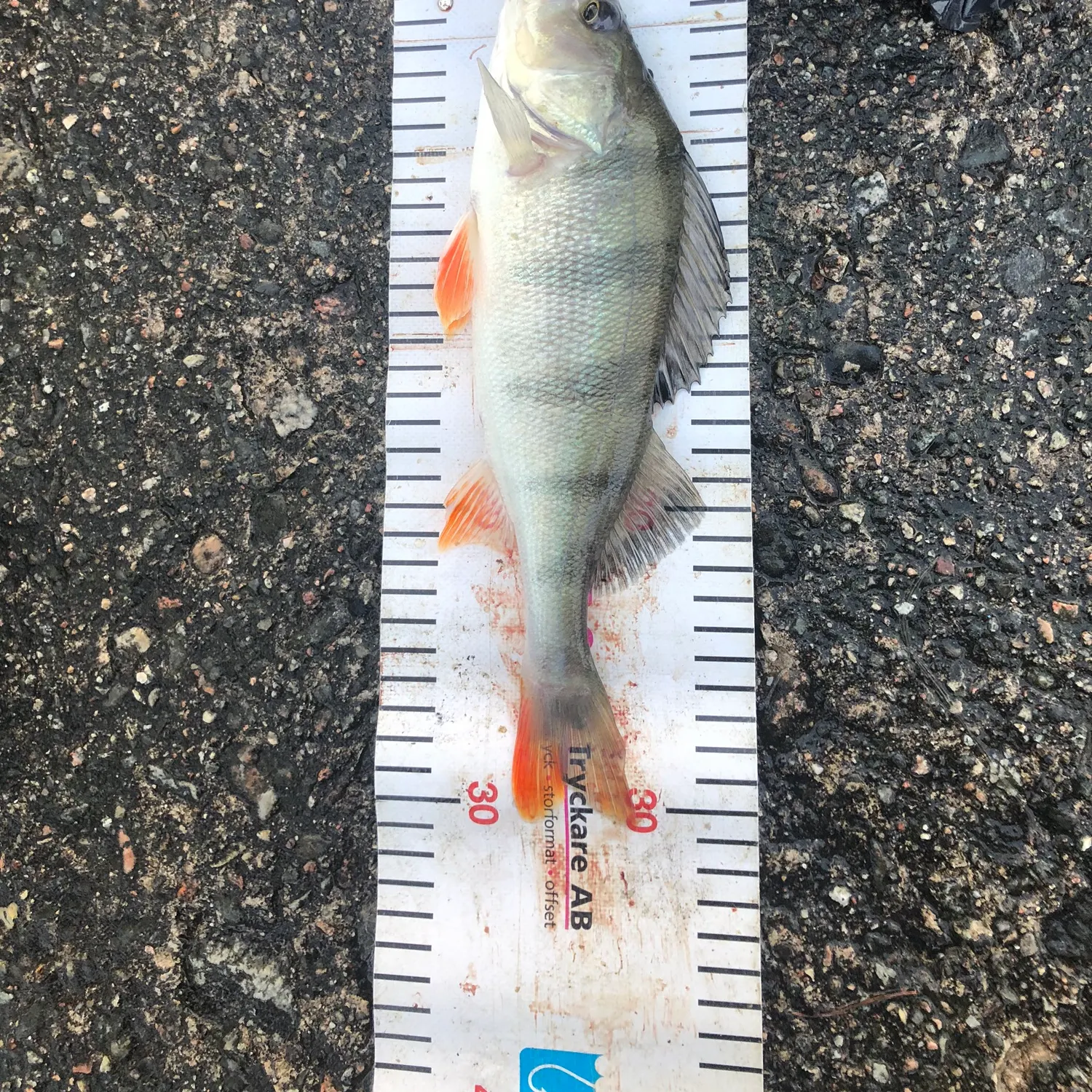 European perch caught on Fishbrain