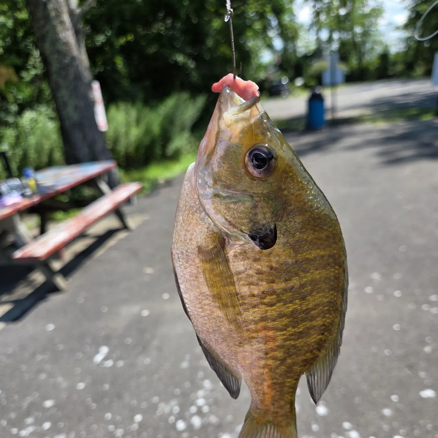 Bluegill caught on Fishbrain