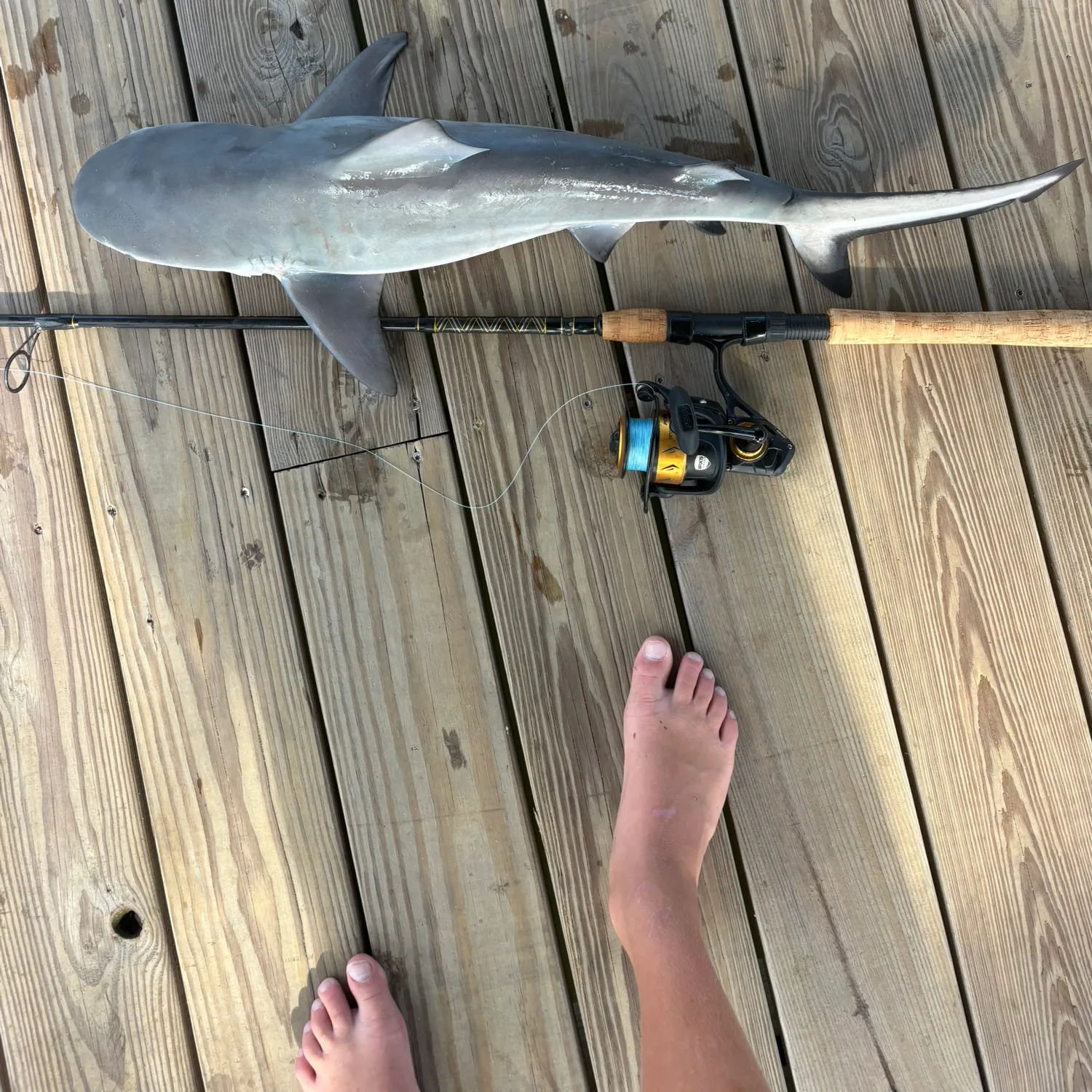 The most recent Bull shark catches on Fishbrain