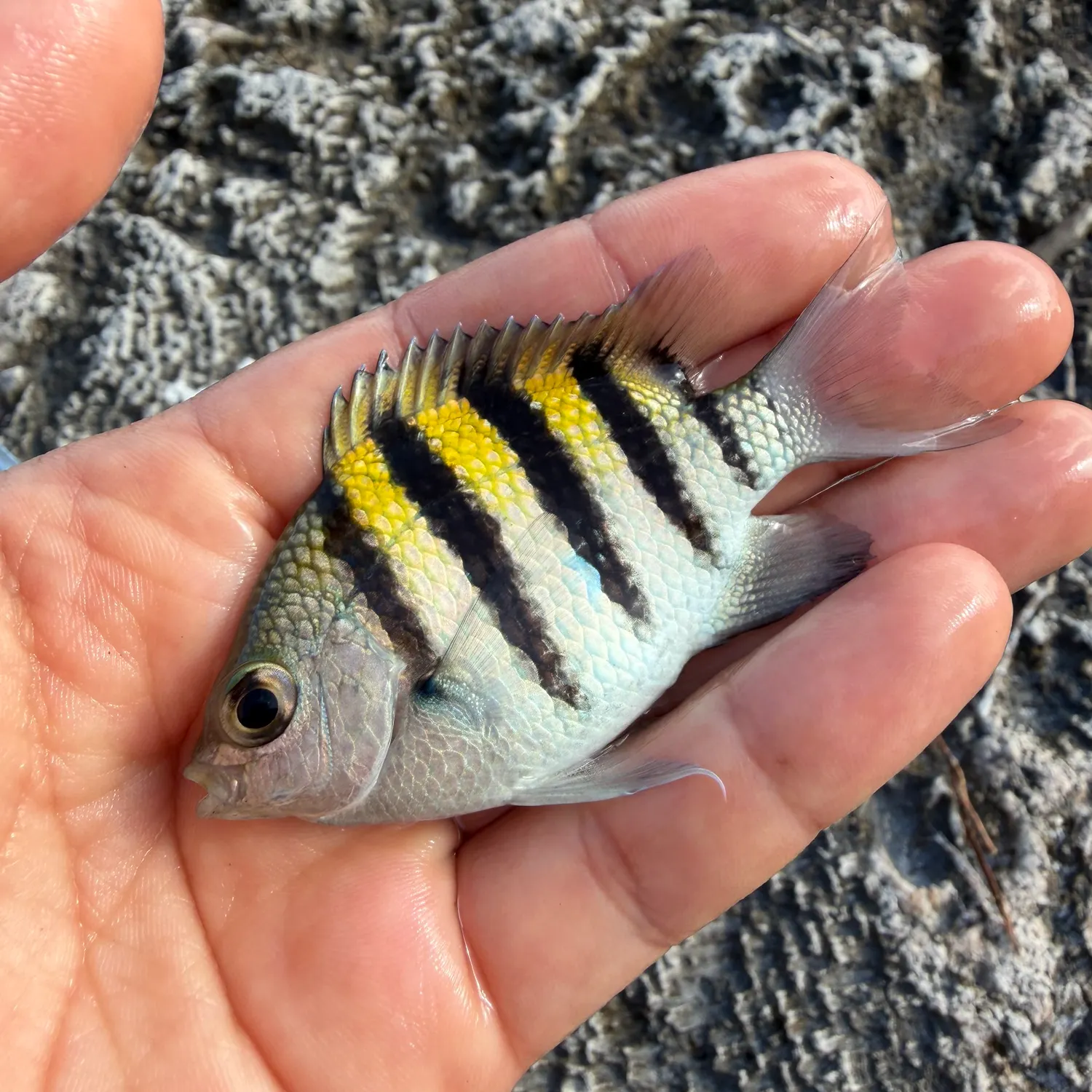 The most recent Sergeant-major catches on Fishbrain