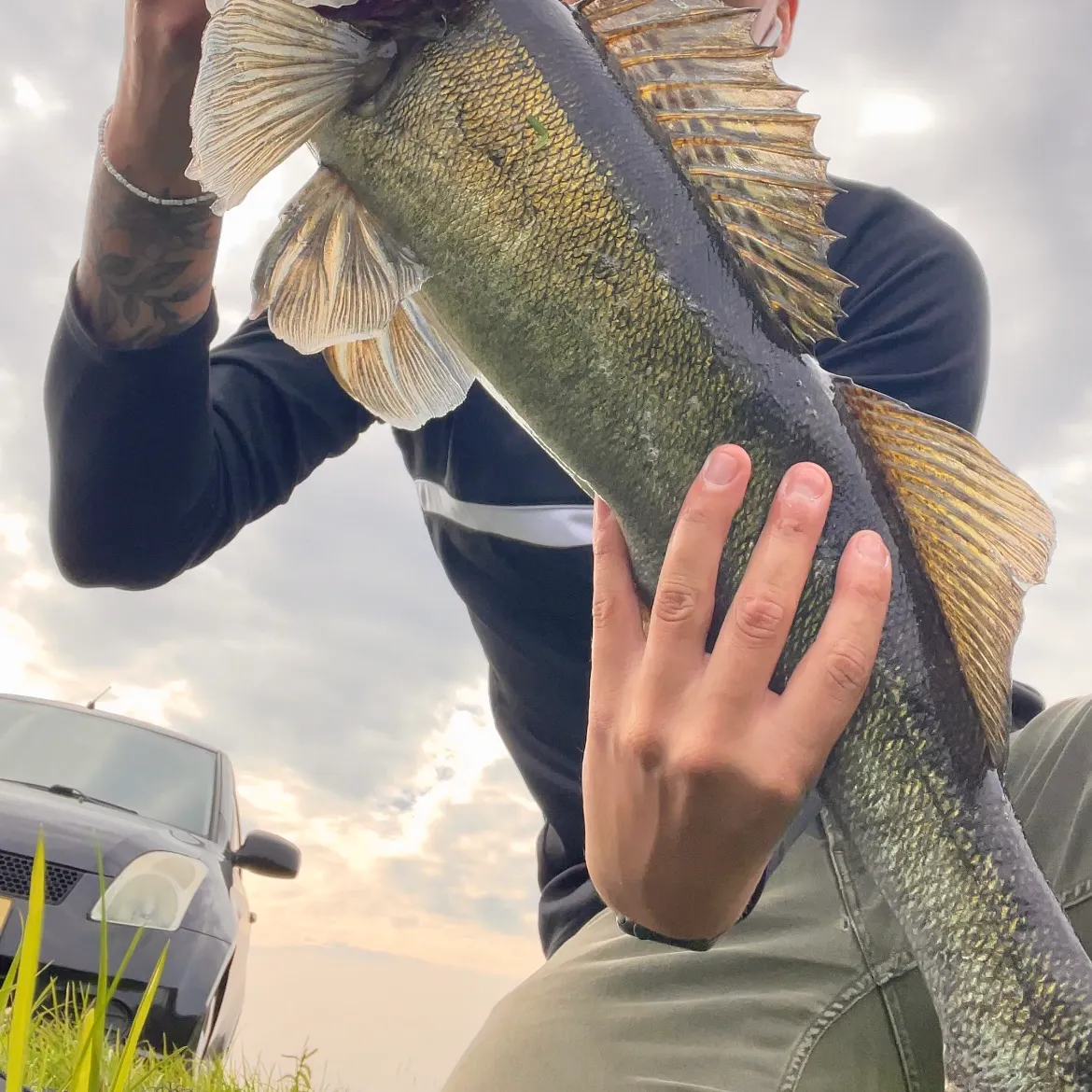 Zander caught on Fishbrain