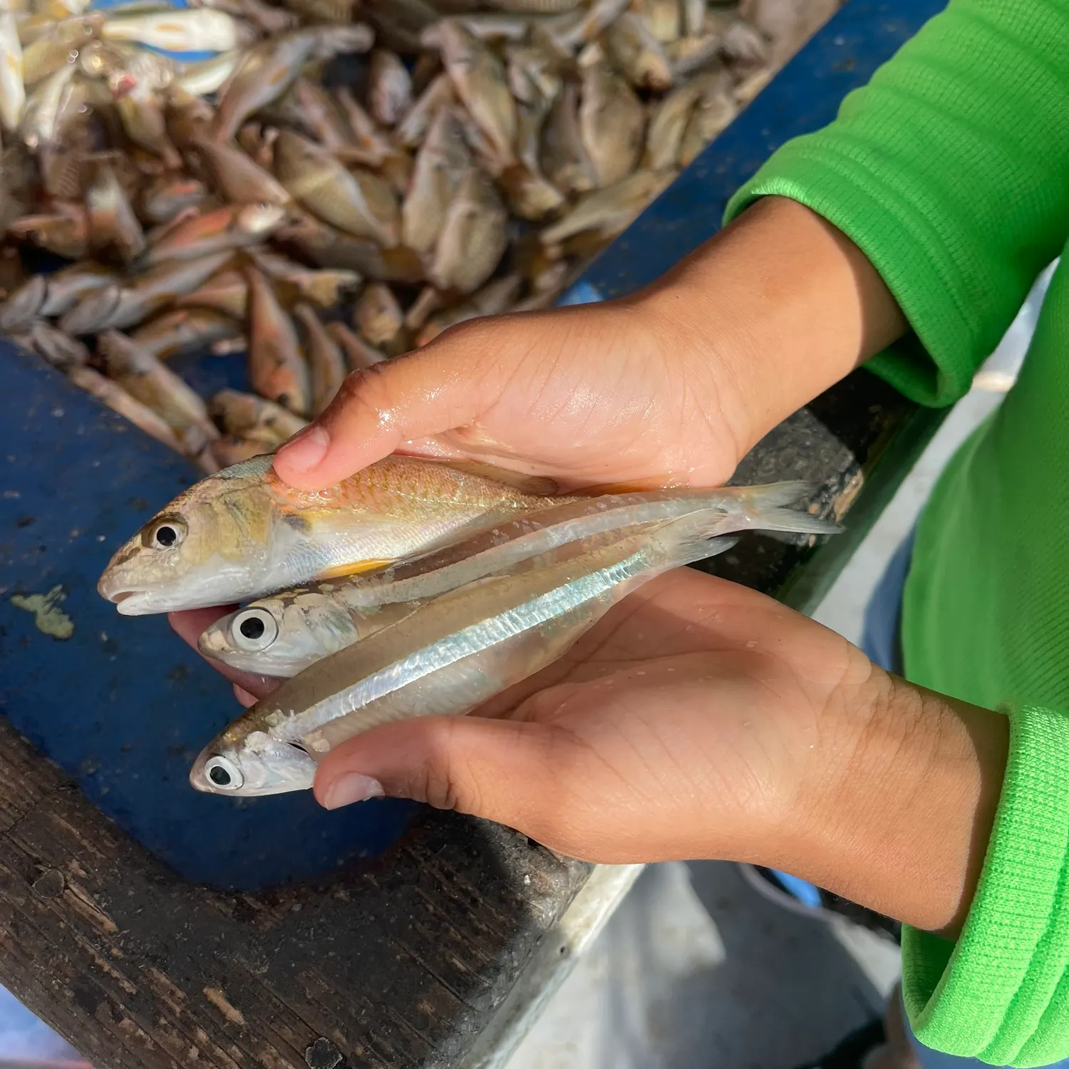 recently logged catches