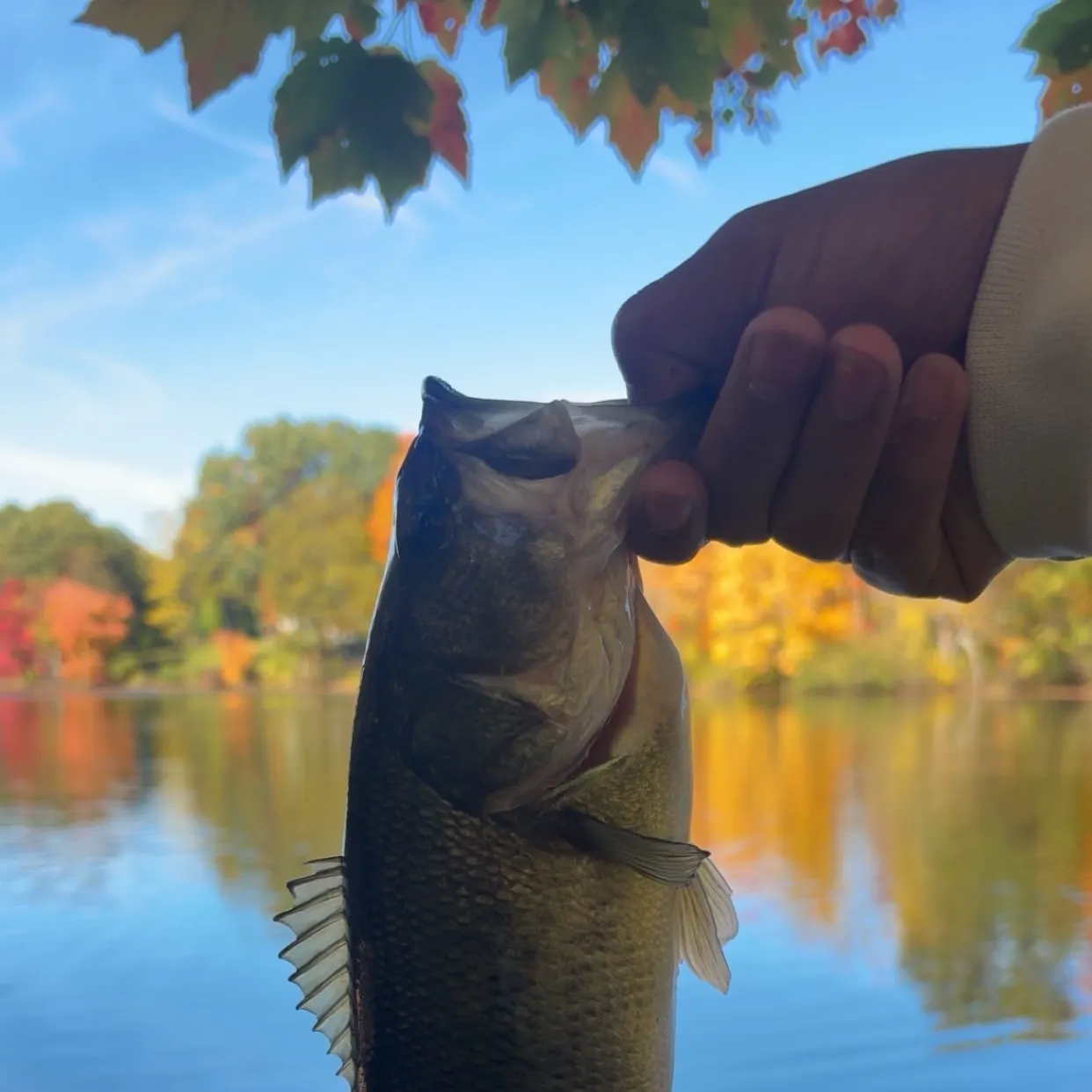 Largemouth bass caught on Fishbrain