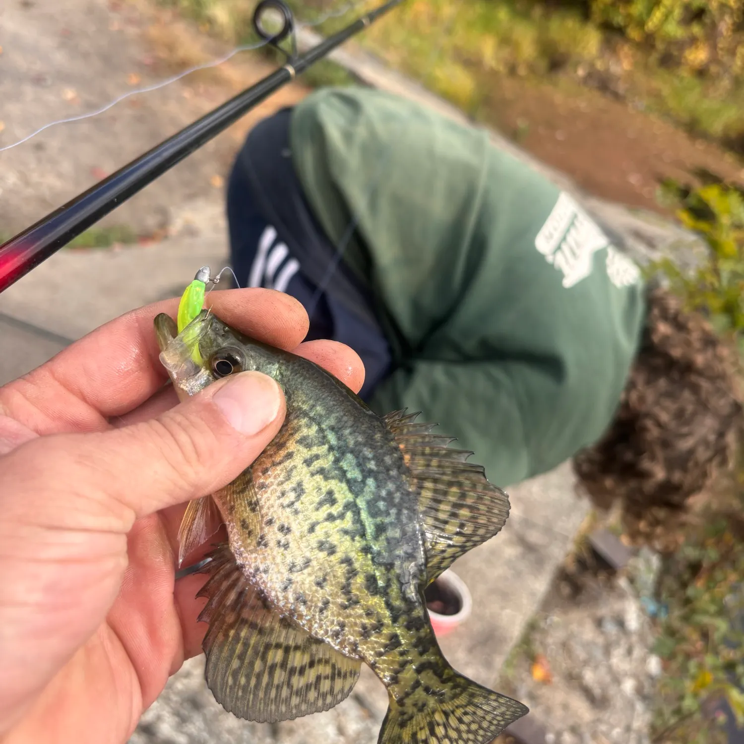 Black crappie caught on Fishbrain