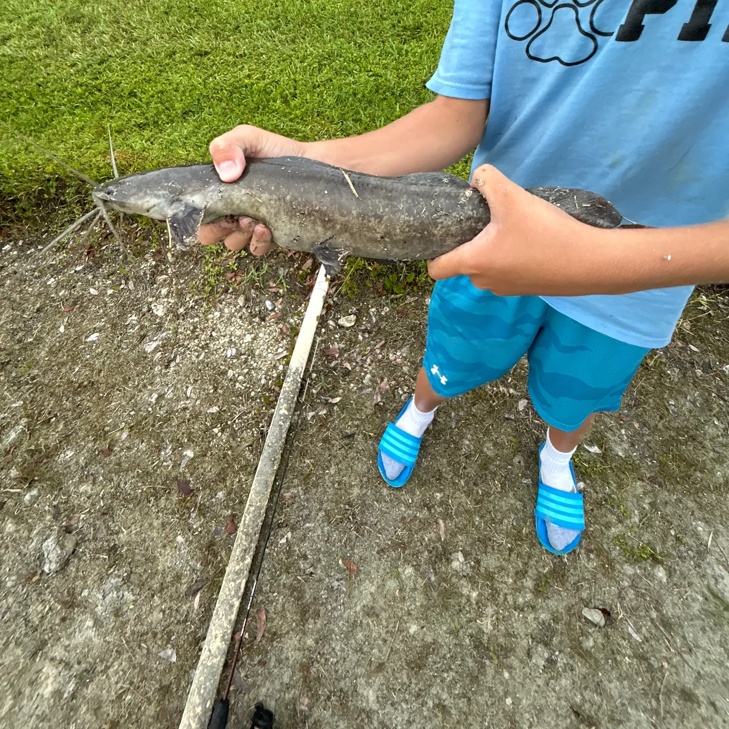 The most recent Walking catfish catches on Fishbrain