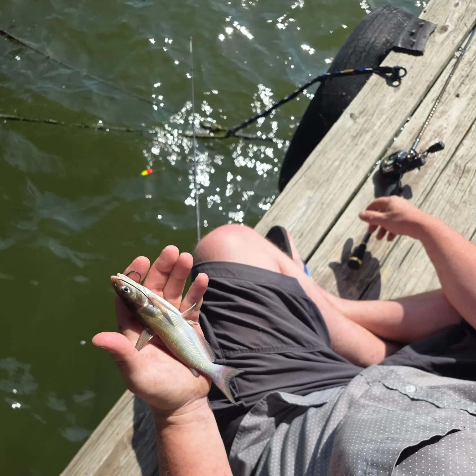 Channel catfish caught on Fishbrain