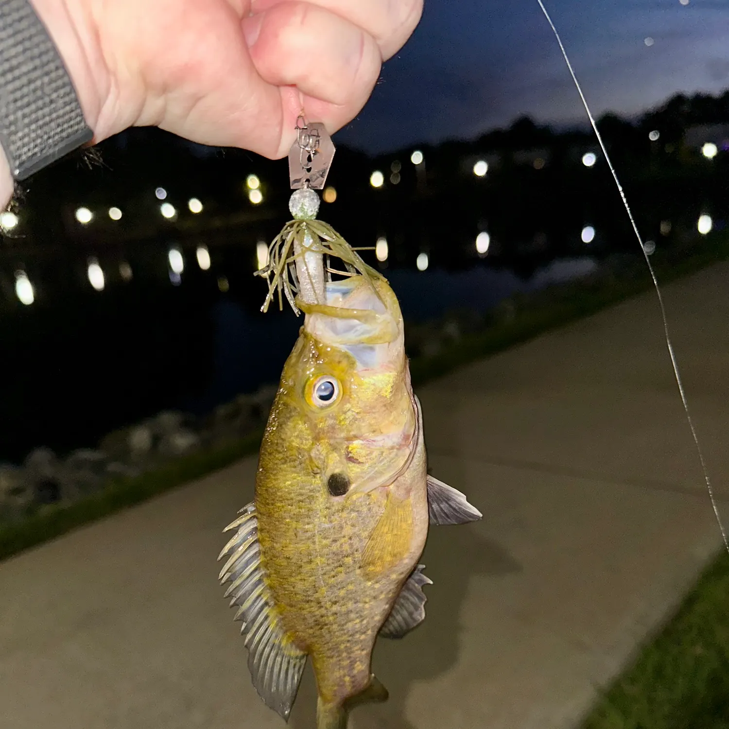 Green sunfish caught on Fishbrain