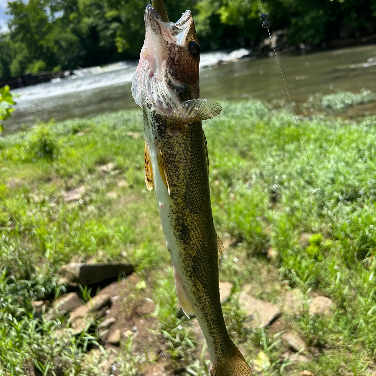 angler catch