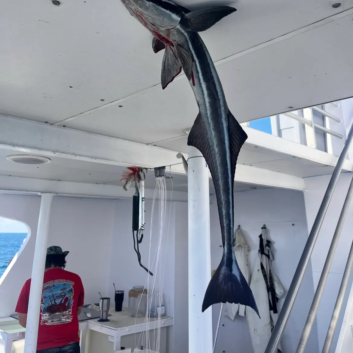 The most recent Common remora catches on Fishbrain