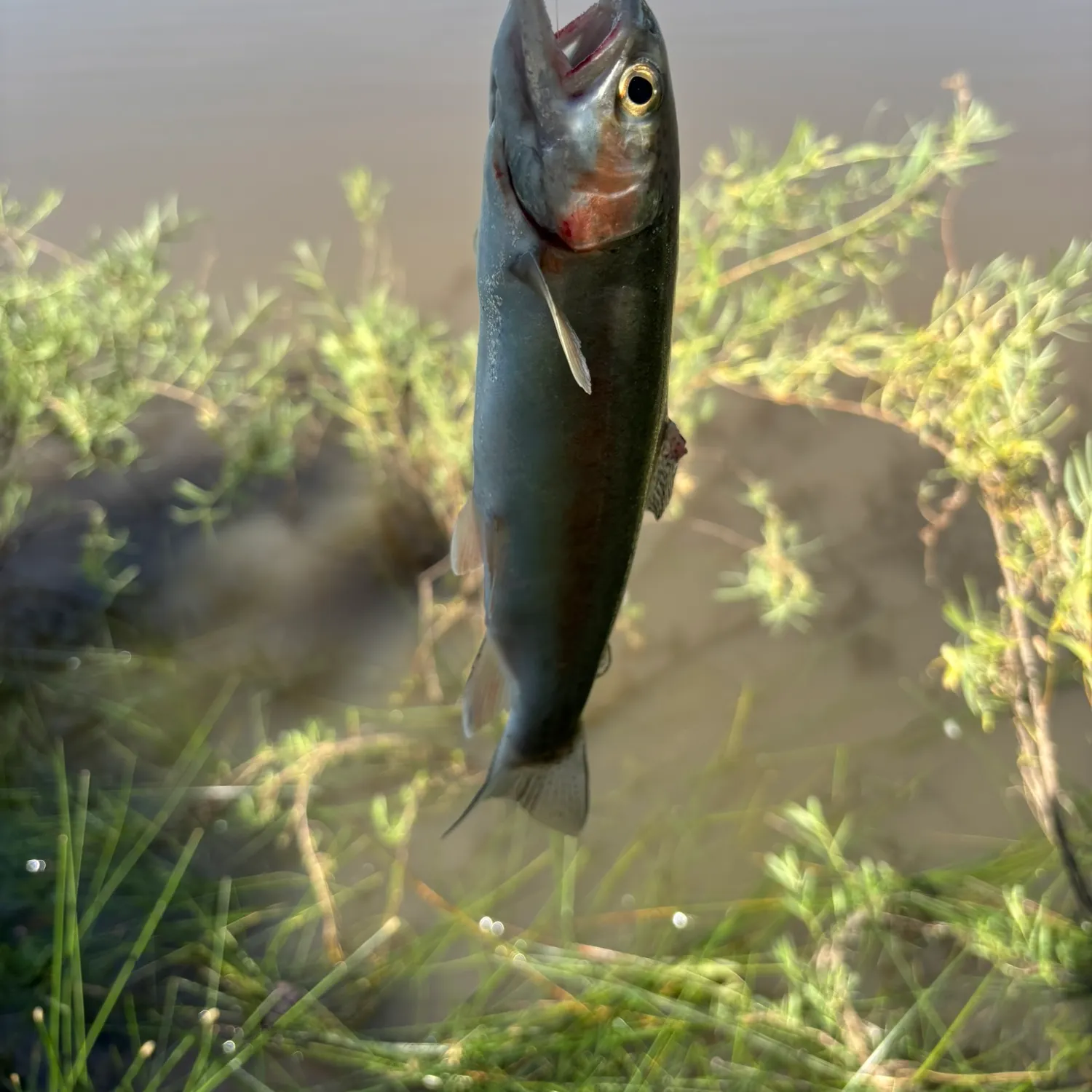 Rainbow trout caught on Fishbrain