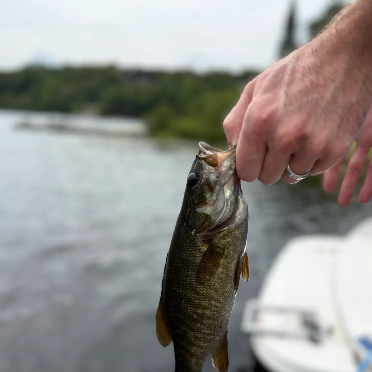 Smallmouth bass caught on Fishbrain