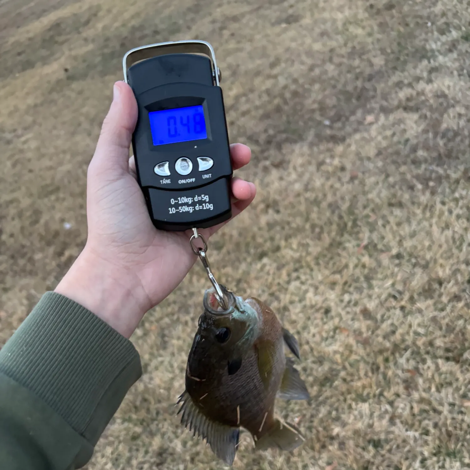 The most recent Bluegill catches on Fishbrain
