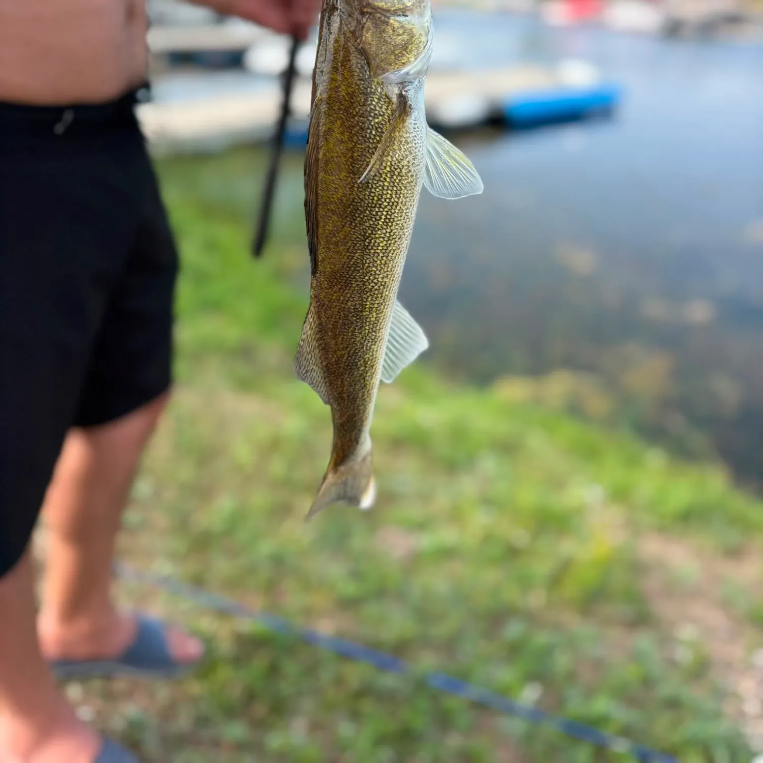 Walleye caught on Fishbrain