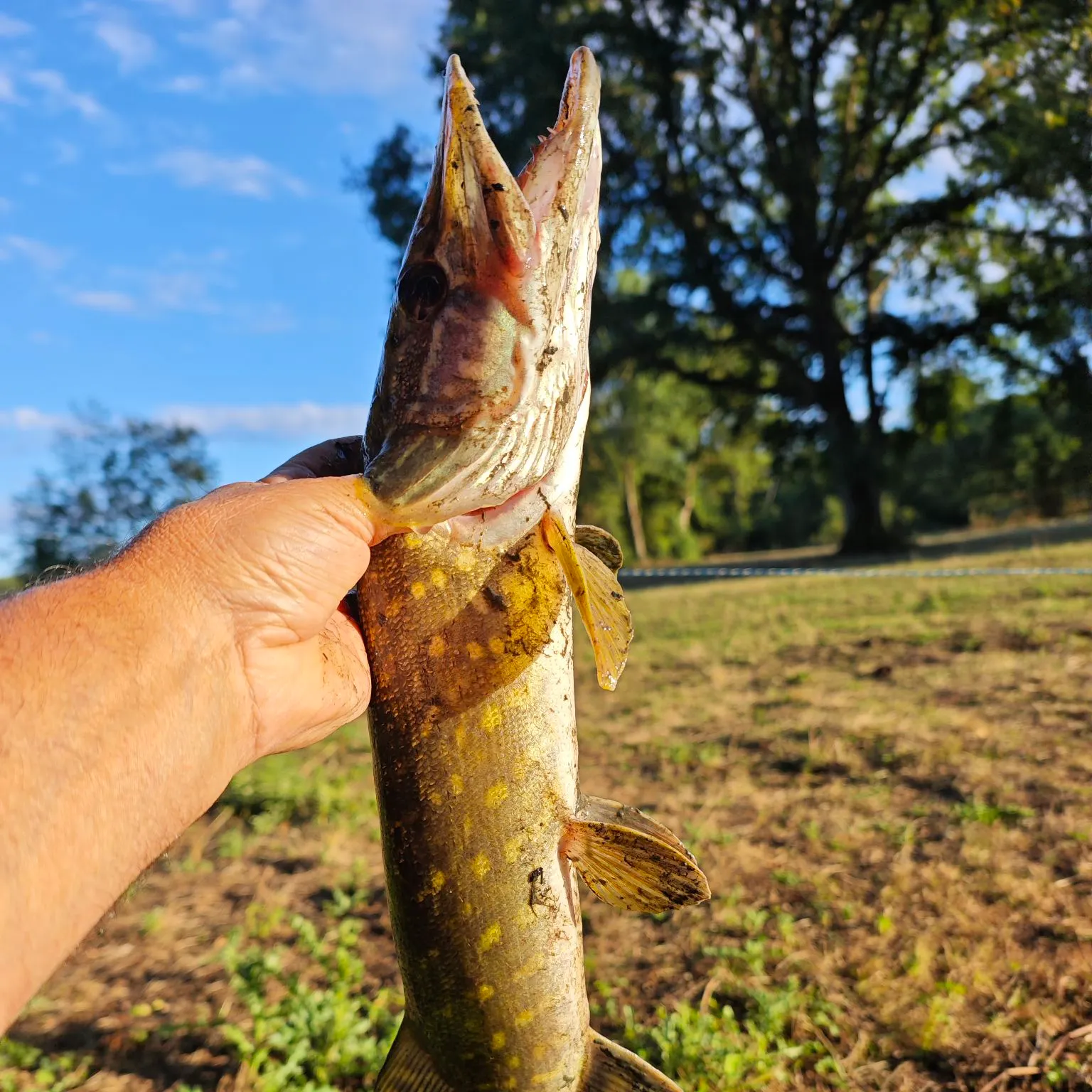 Northern pike caught on Fishbrain