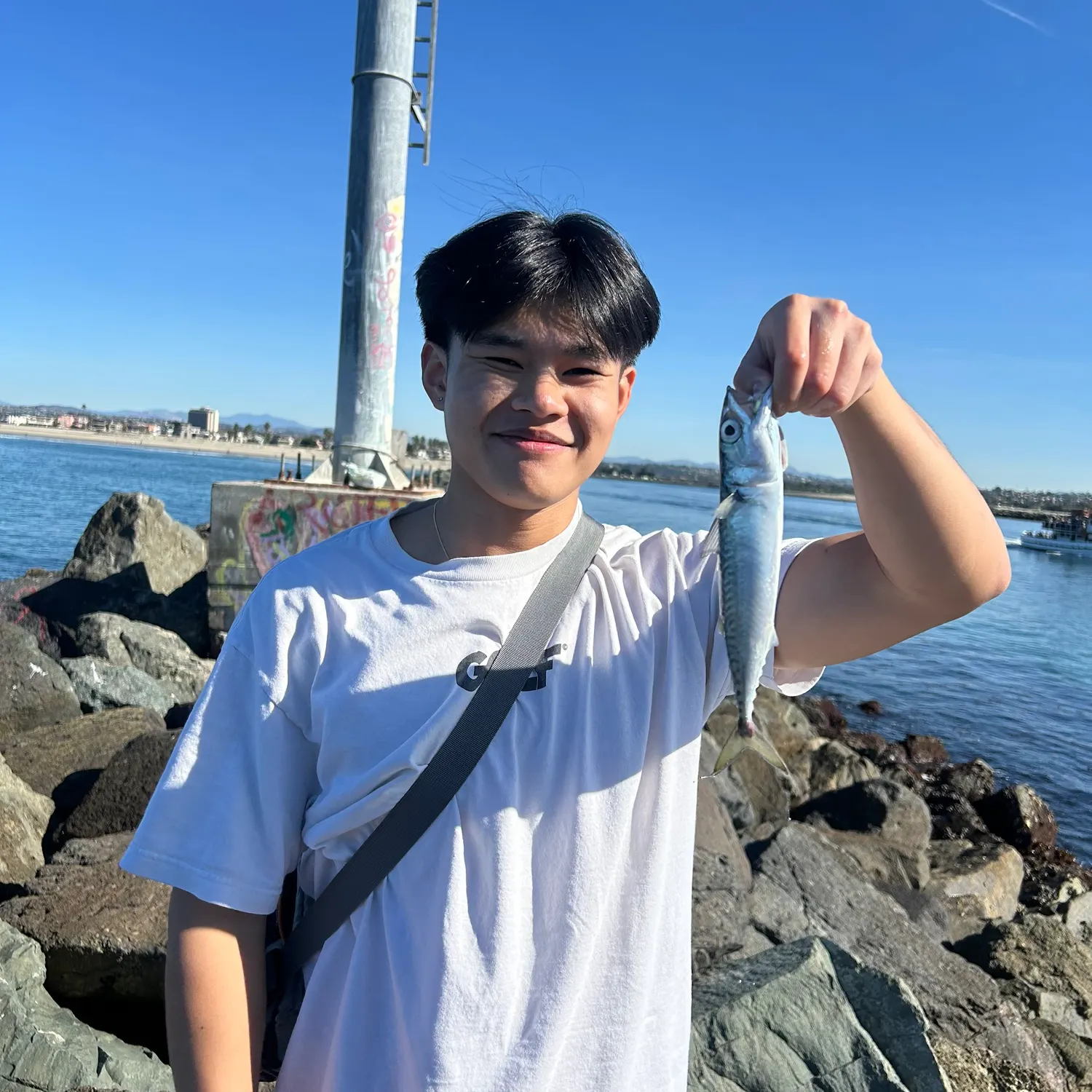 The most recent Pacific chub mackerel catches on Fishbrain