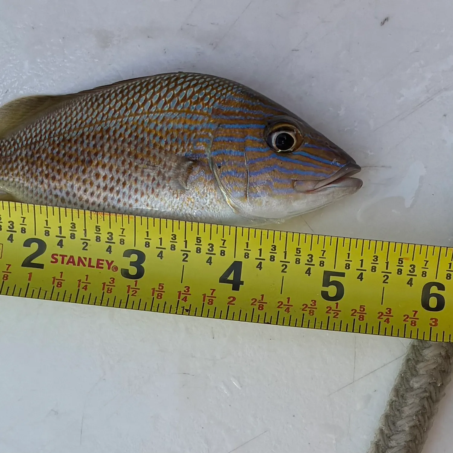 The most recent White grunt catches on Fishbrain