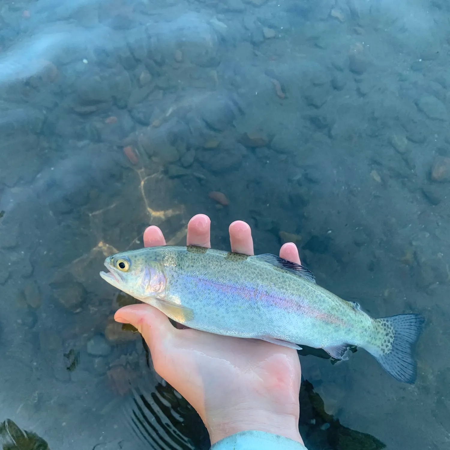 Rainbow trout caught on Fishbrain