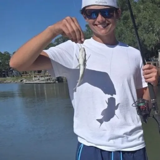 Pinfish caught on Fishbrain
