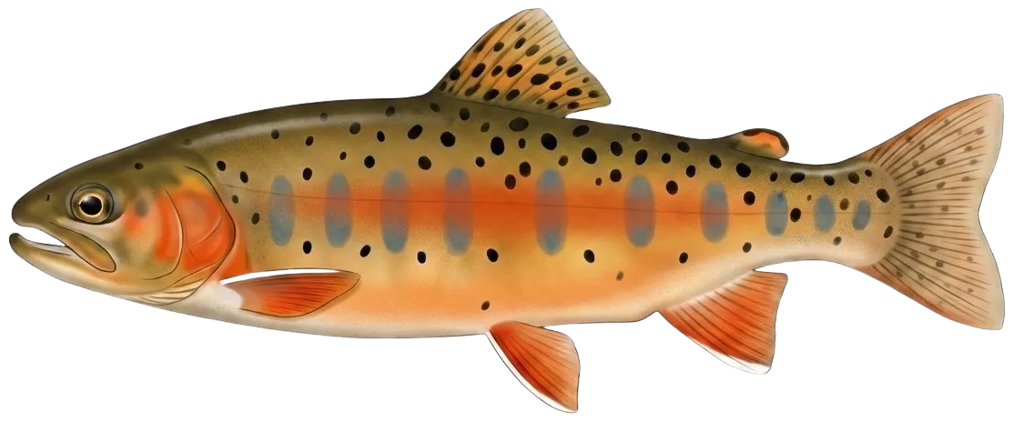 McCloud river redband trout
