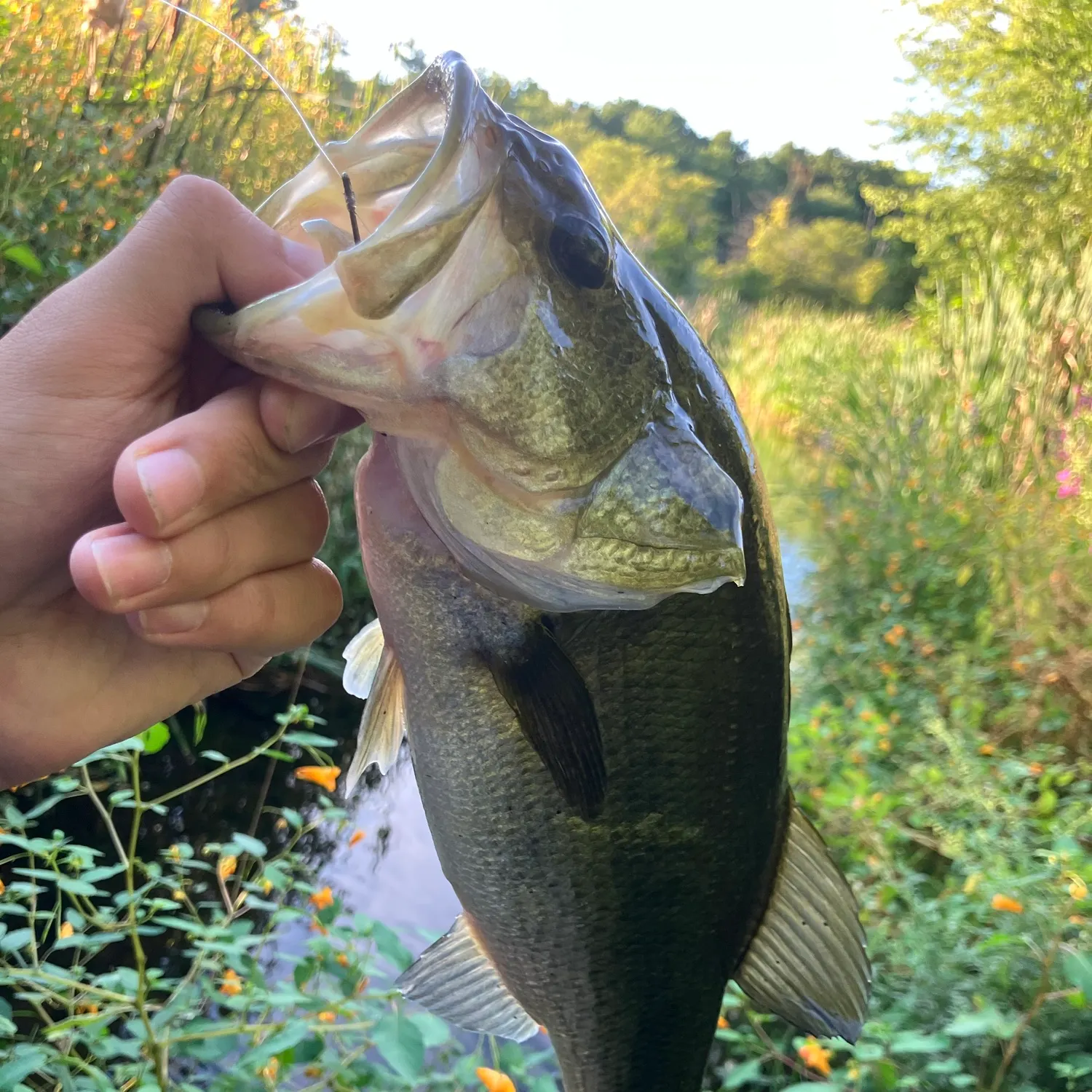 Largemouth bass caught on Fishbrain