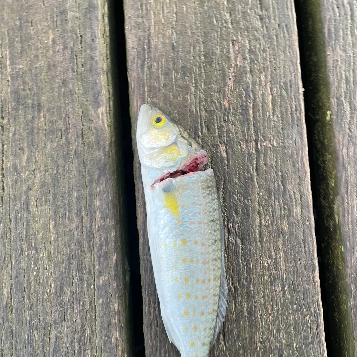 Eastern Australian salmon caught on Fishbrain