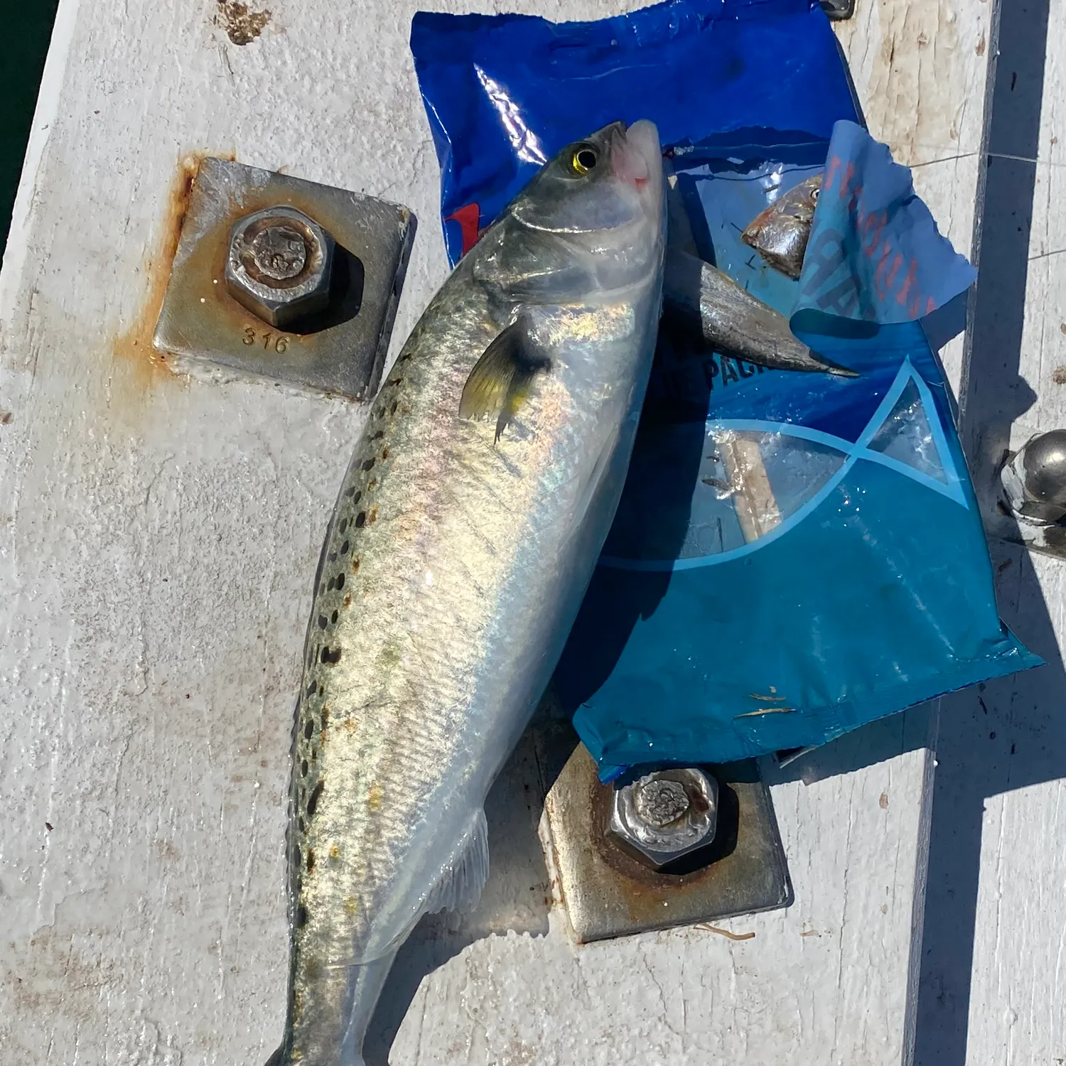 The most recent Eastern Australian salmon catches on Fishbrain