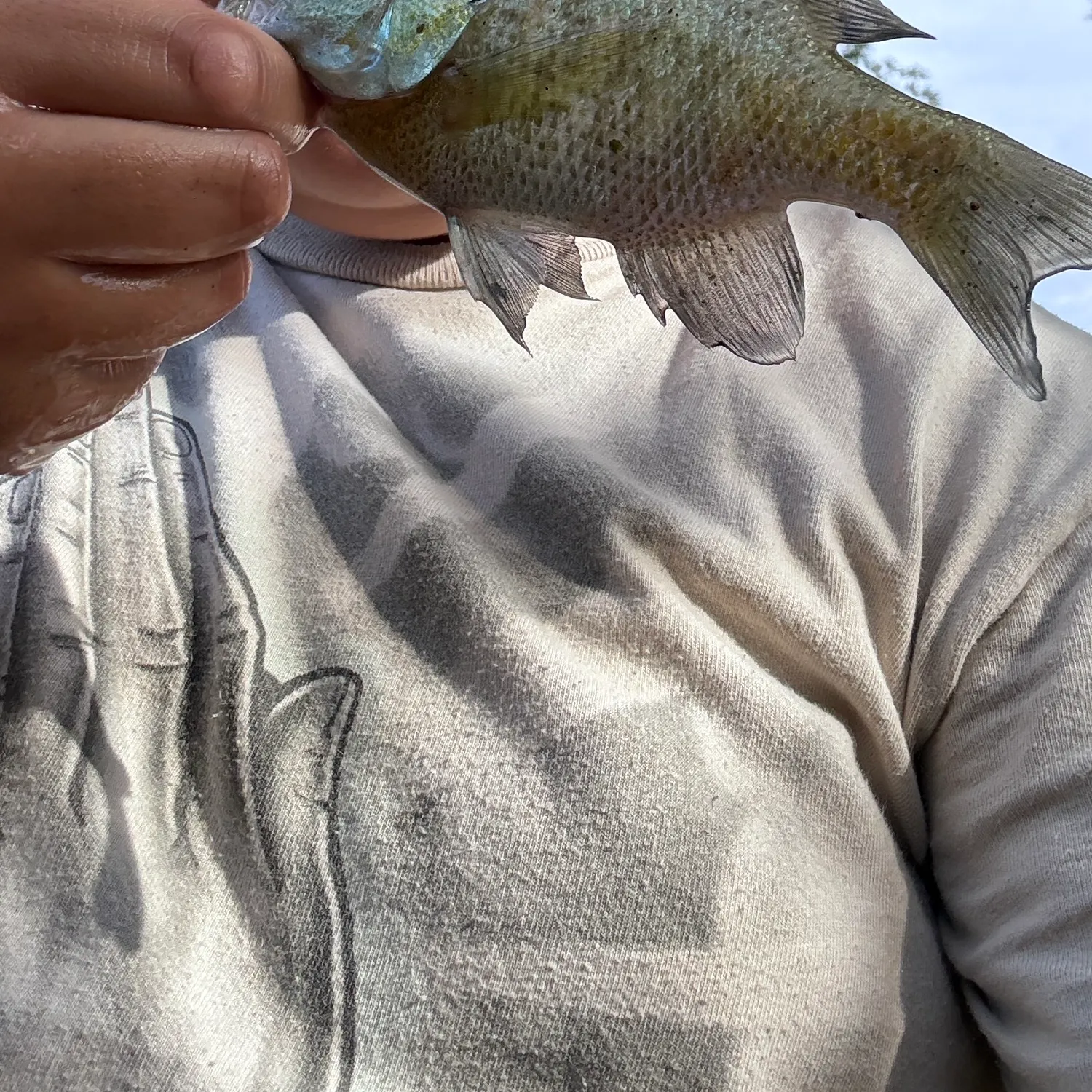 Bluegill caught on Fishbrain