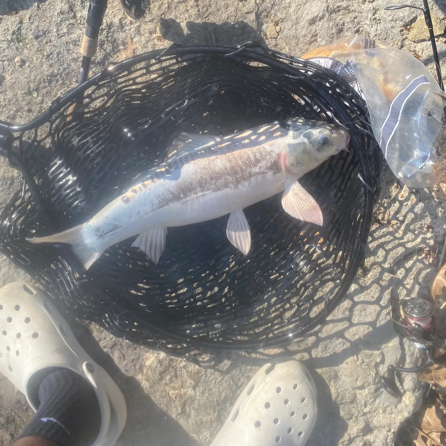 The most recent Leather carp catches on Fishbrain