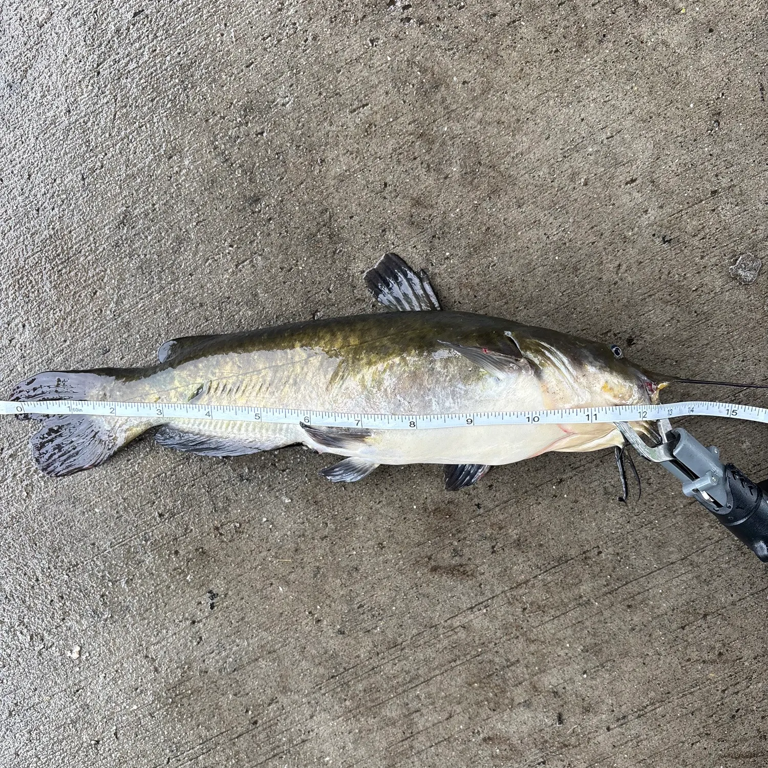 Fish caught on Fishbrain