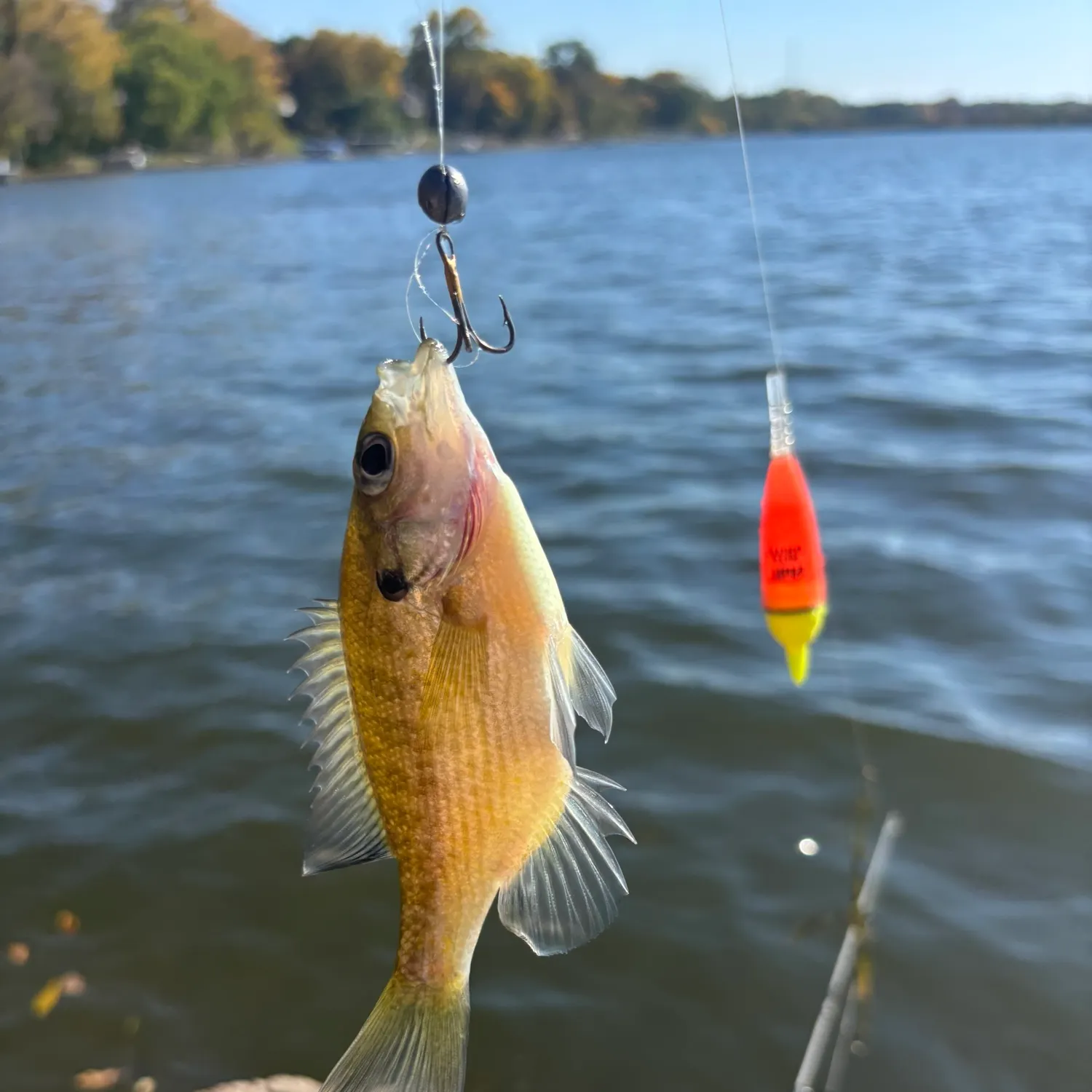 Bluegill caught on Fishbrain