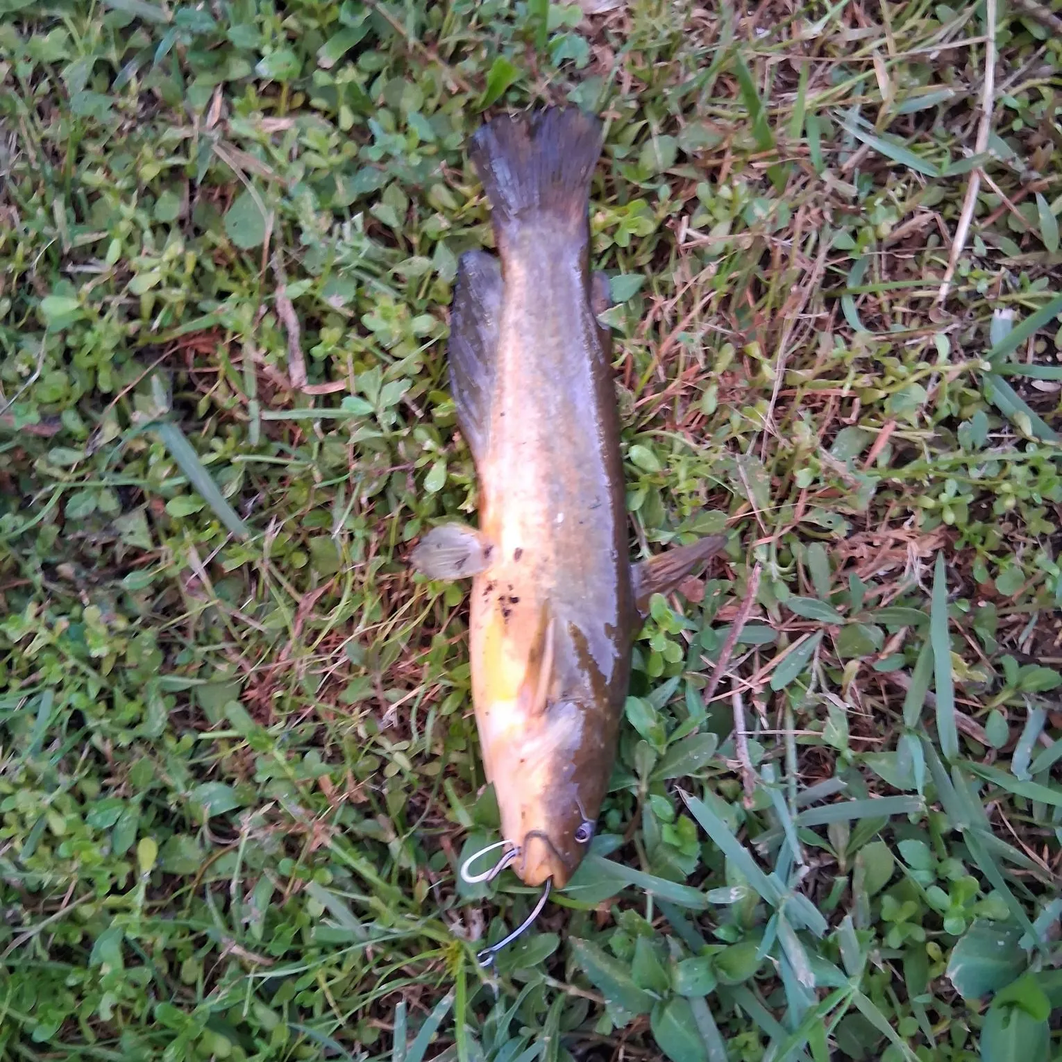 Yellow bullhead caught on Fishbrain