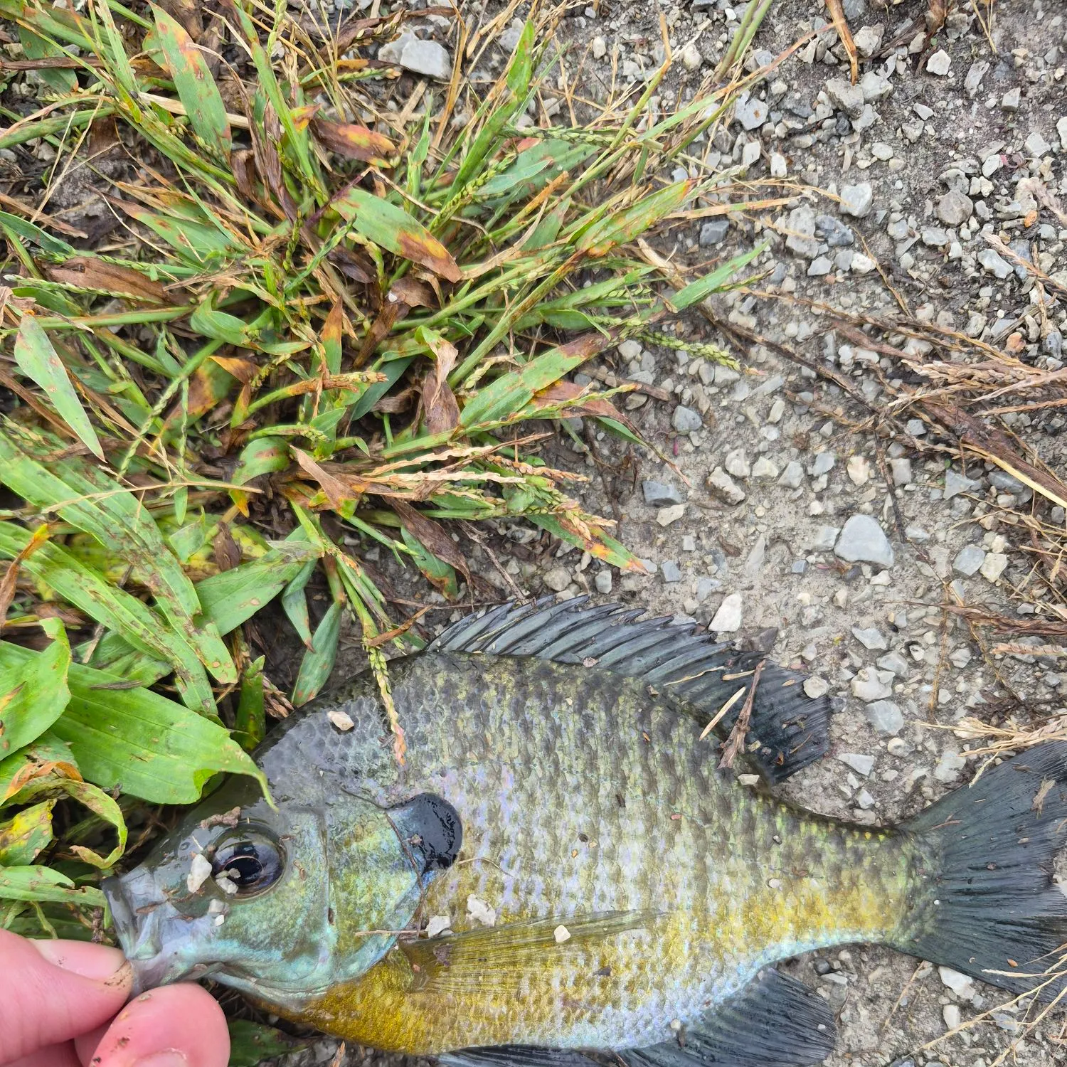 Bluegill caught on Fishbrain