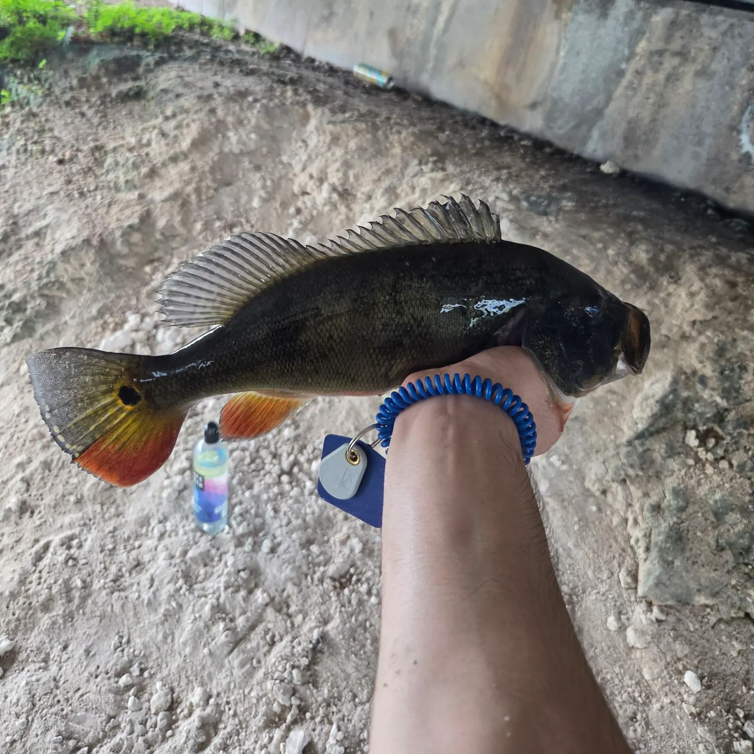 Butterfly peacock bass caught on Fishbrain