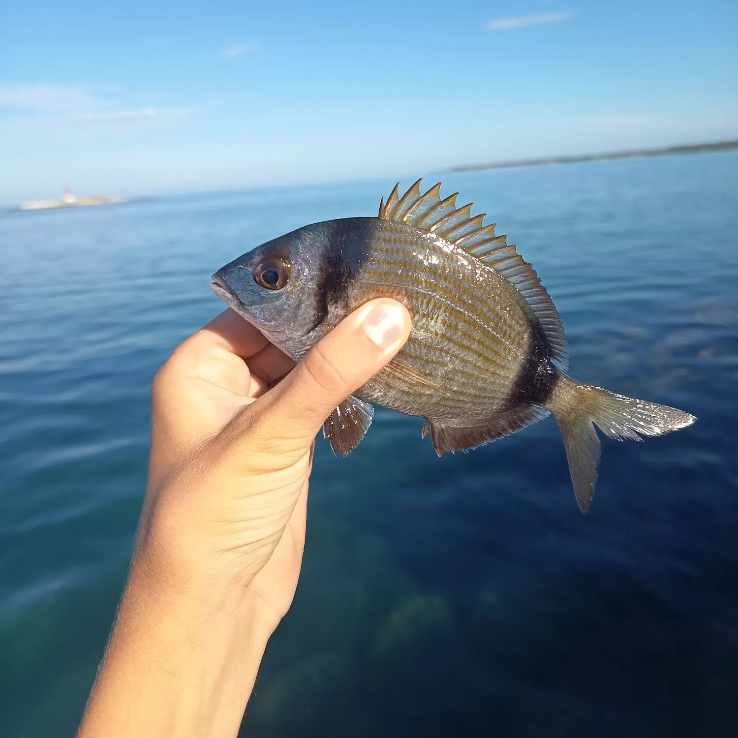 The most recent Common two-banded seabream catches on Fishbrain