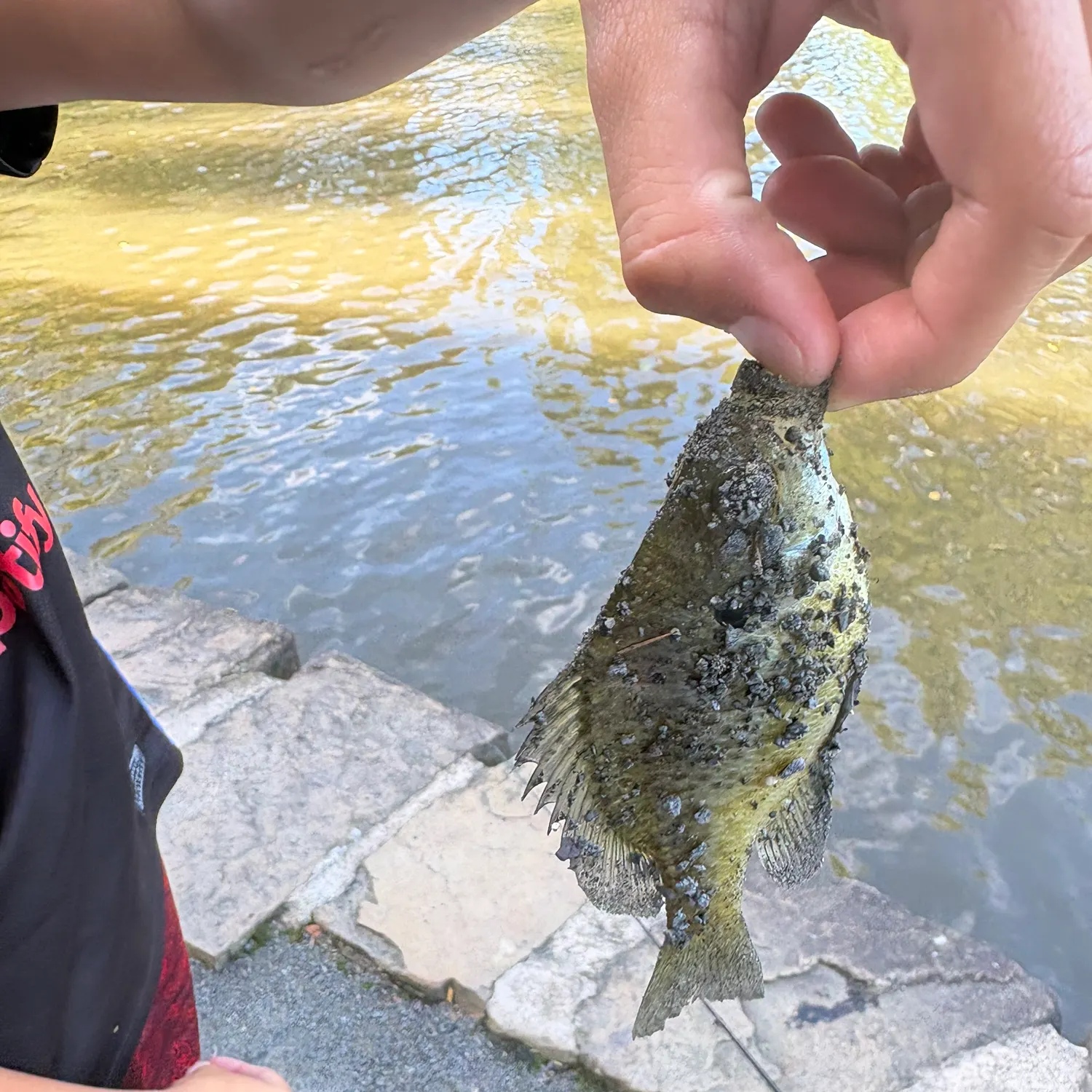 White crappie caught on Fishbrain