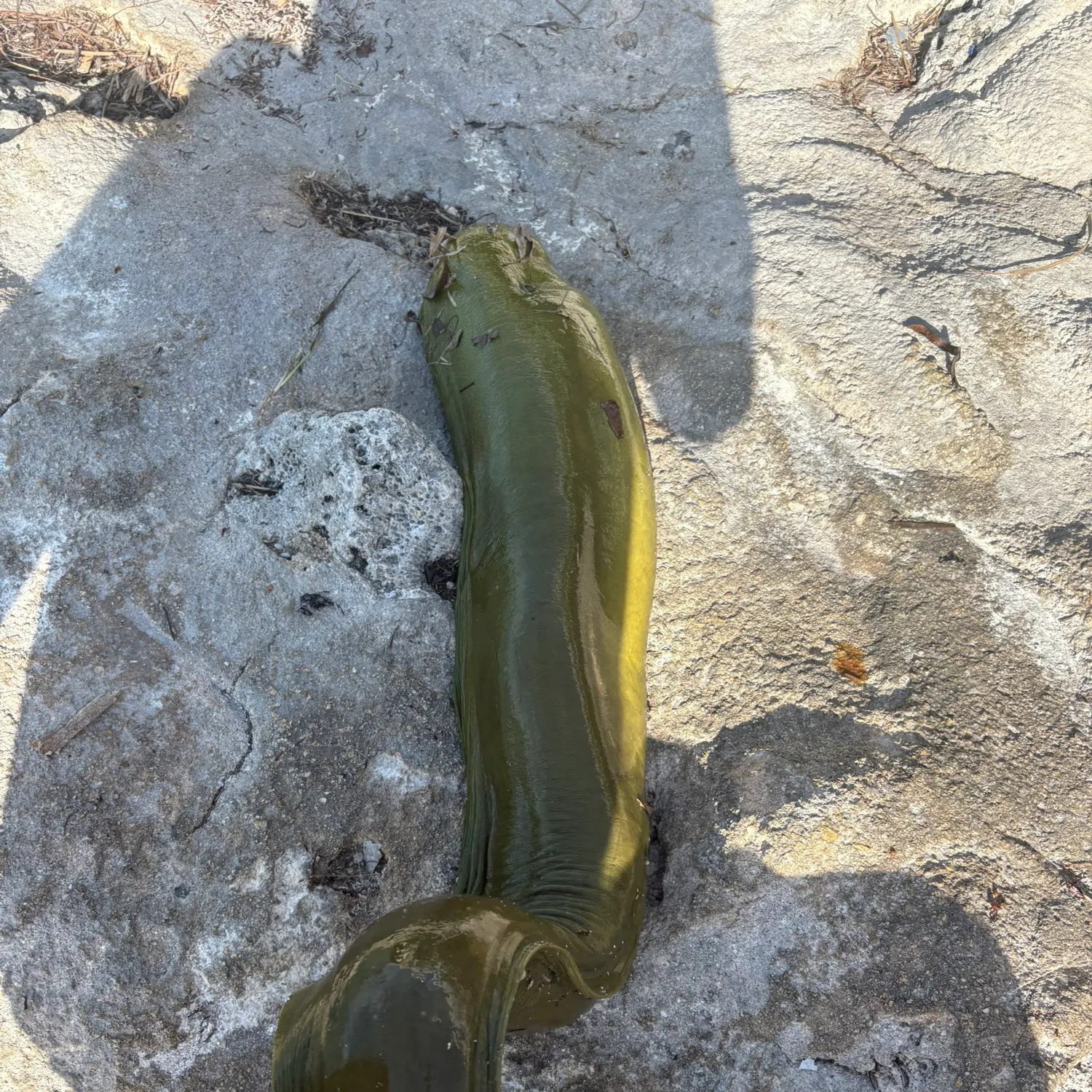 The most recent Green moray catches on Fishbrain