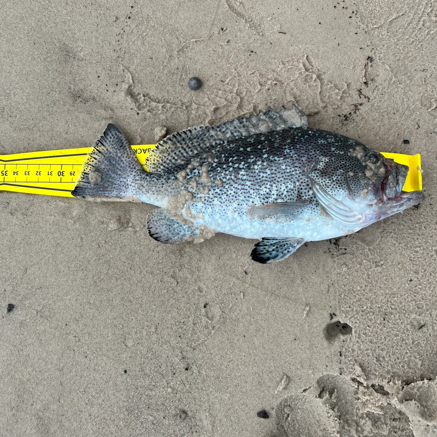 The most recent Whitespotted grouper catches on Fishbrain