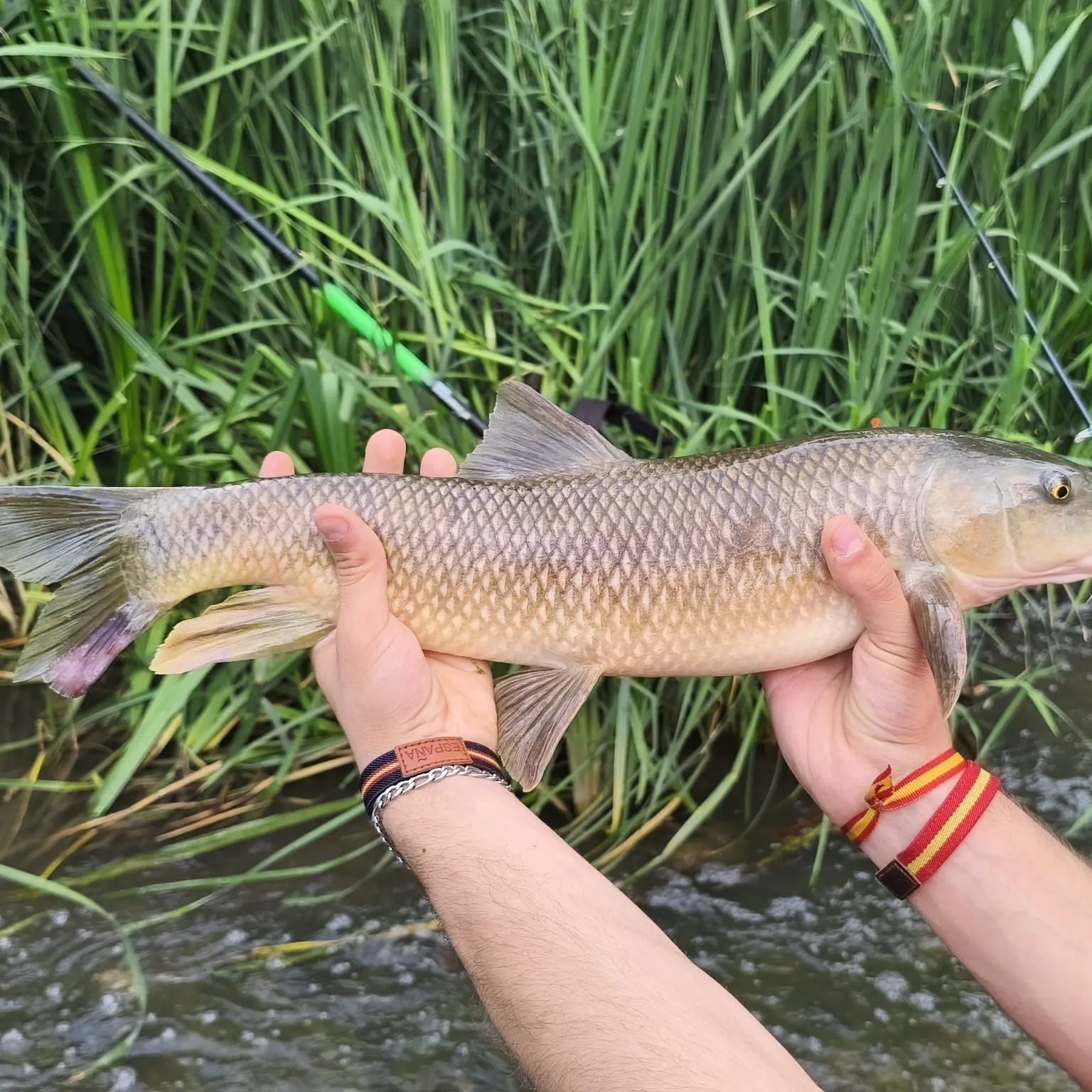 The most recent Northern barbel catches on Fishbrain