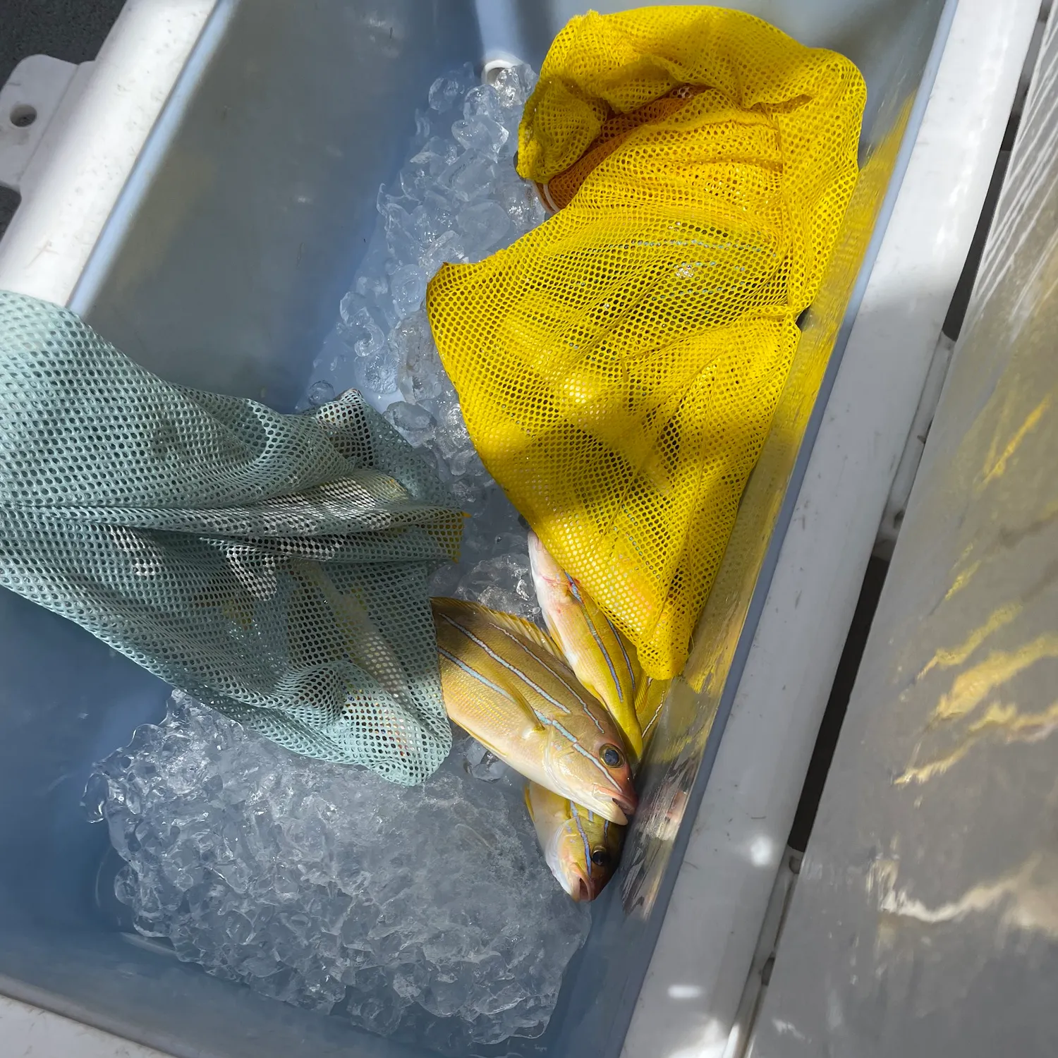 The most recent Common bluestripe snapper catches on Fishbrain