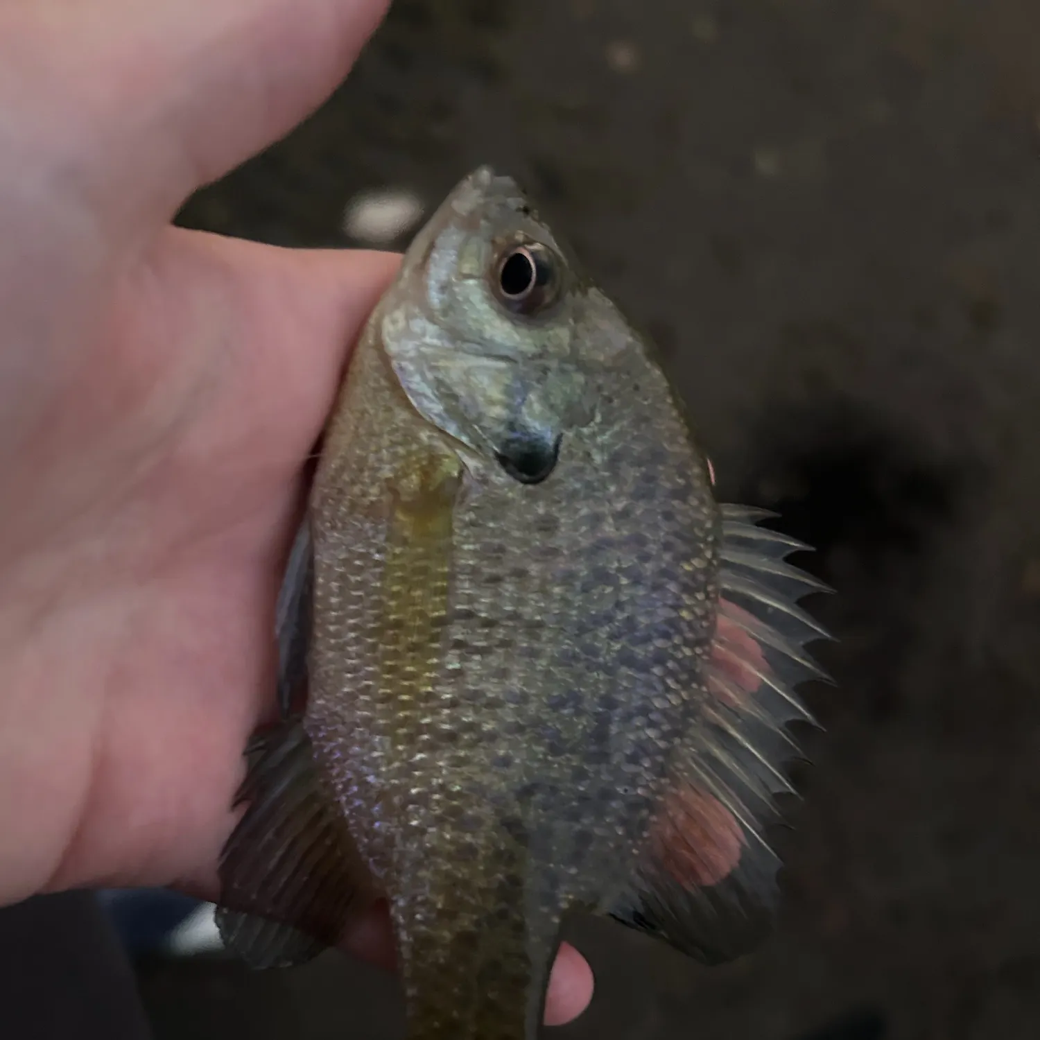 Bluegill caught on Fishbrain