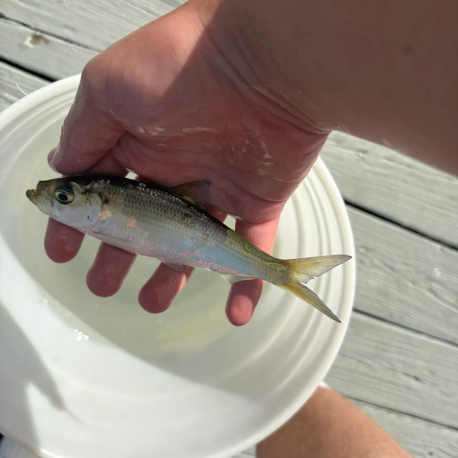 American shad caught on Fishbrain