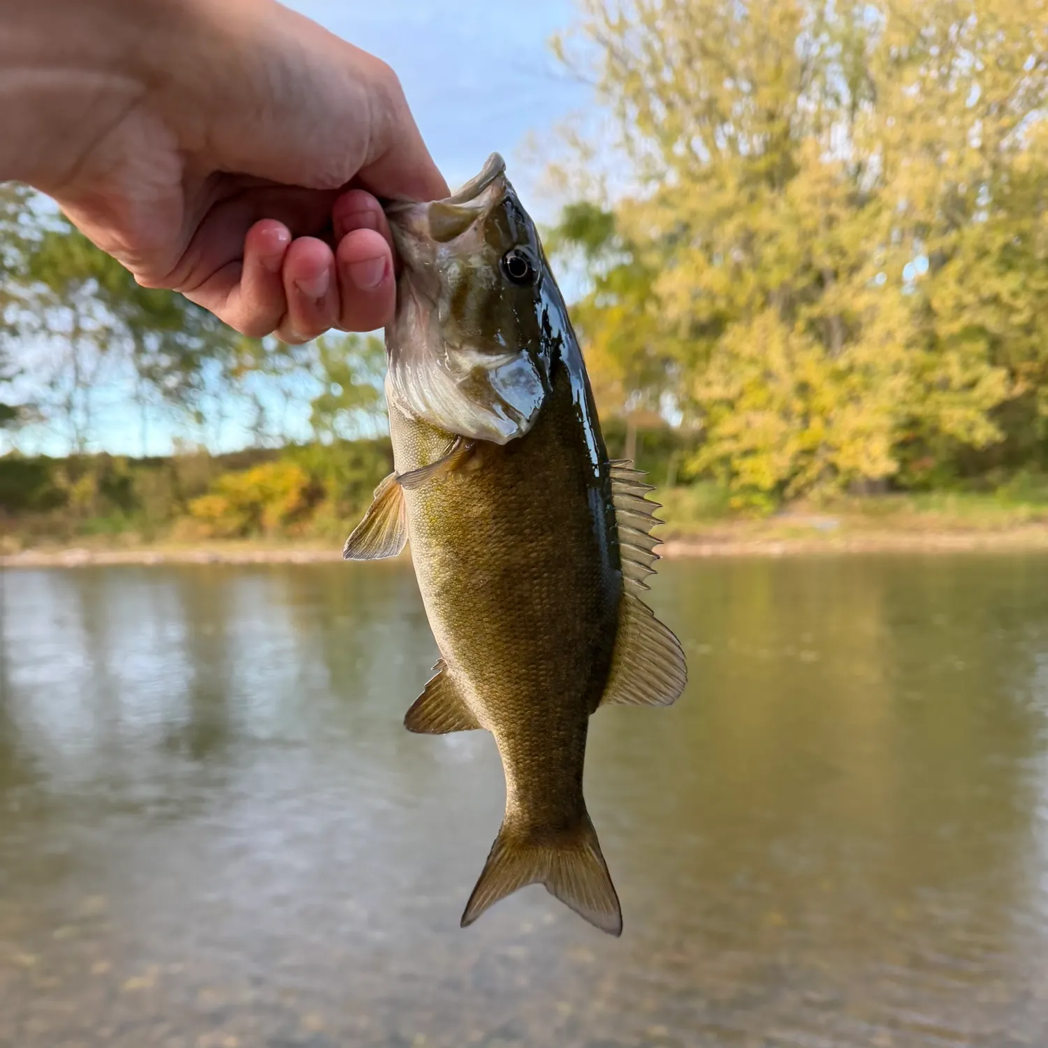 Smallmouth bass caught on Fishbrain