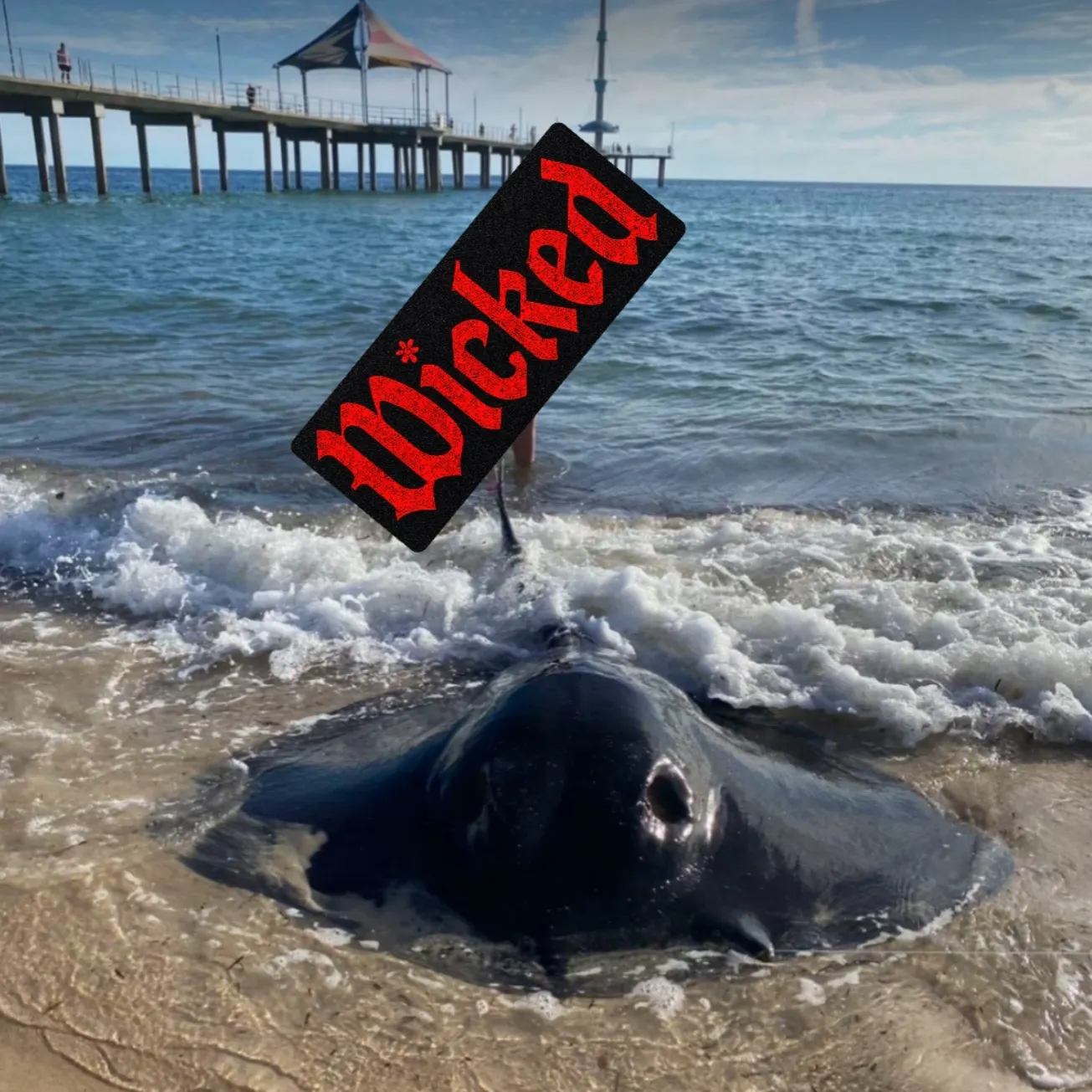 The most recent Southern stingray catches on Fishbrain