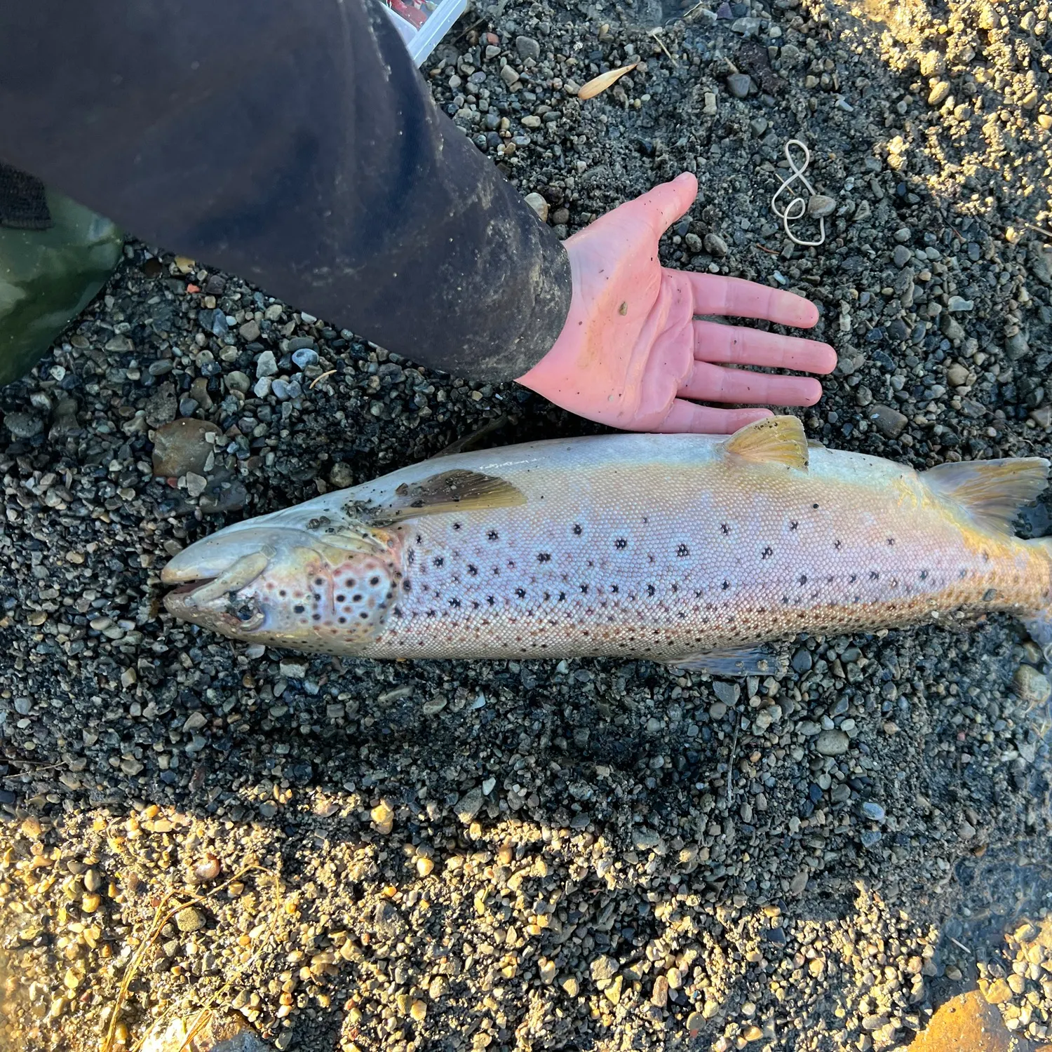 Brown trout caught on Fishbrain